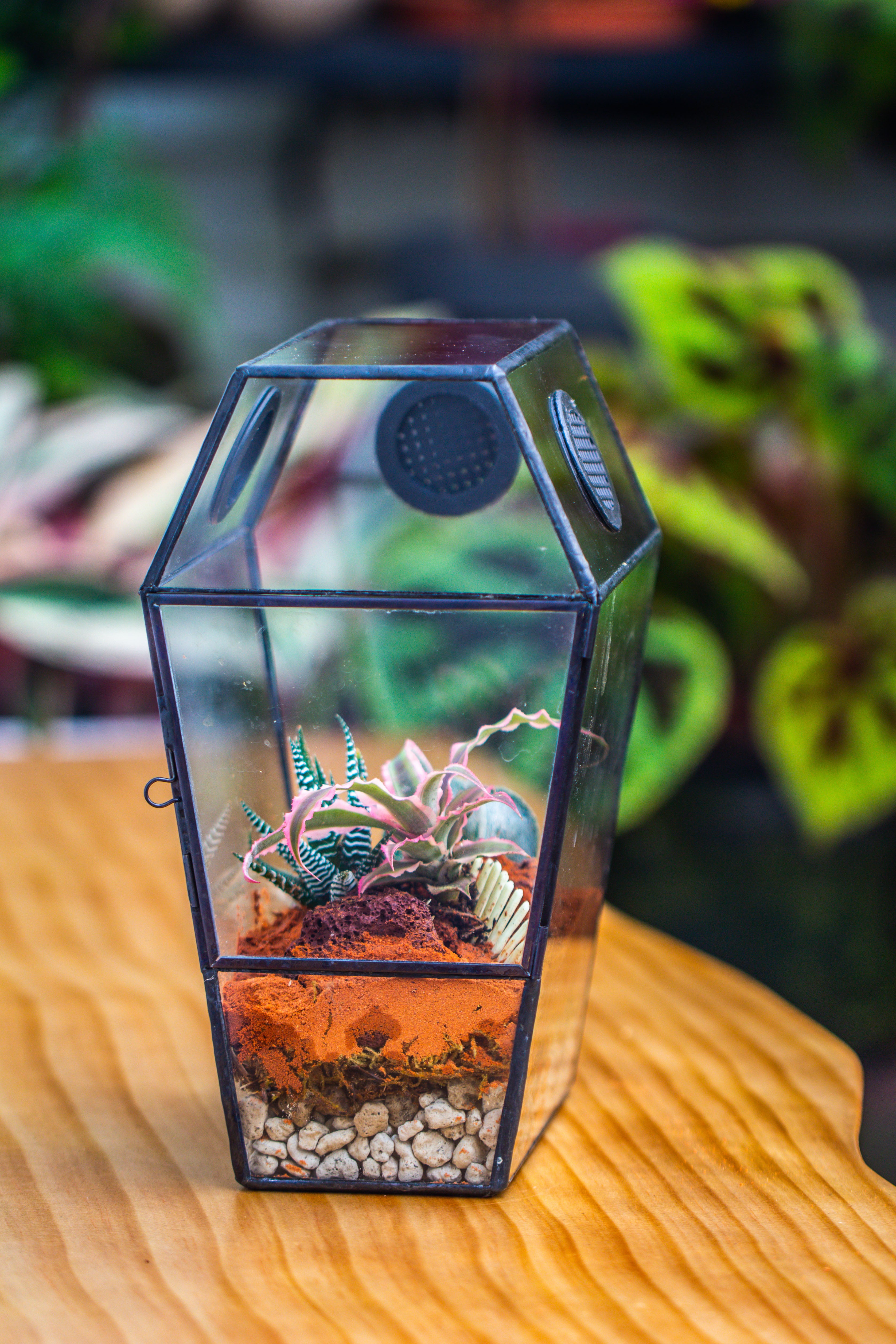 Coffin-Shaped Tin Glass Terrarium Enclosure, Gothic Style, for Jumping Spider, Insects, Snails - NCYPgarden