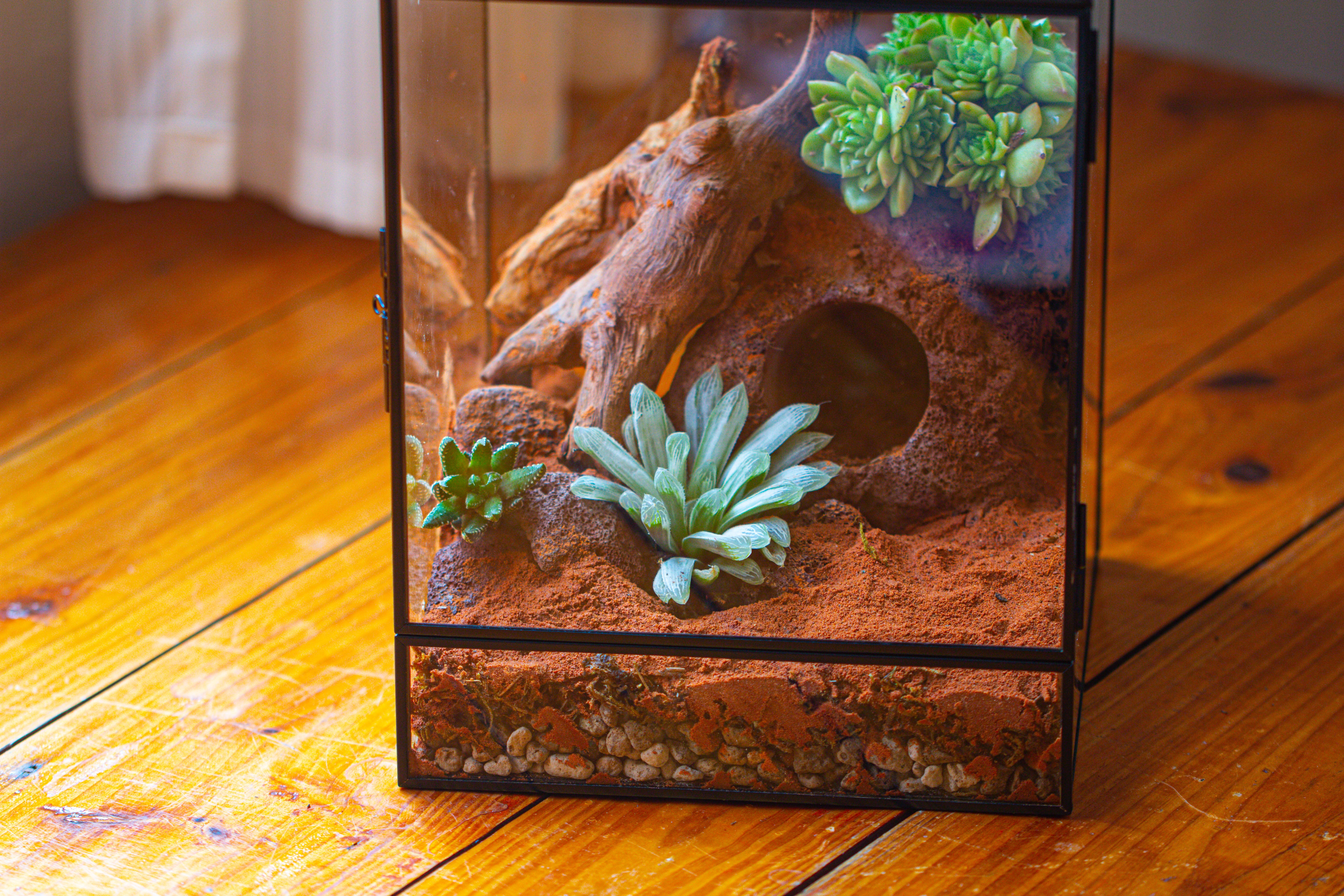 8x8x12 inches Large Handmade Glass Geometric Terrarium with Side Vent, for large insects - NCYPgarden