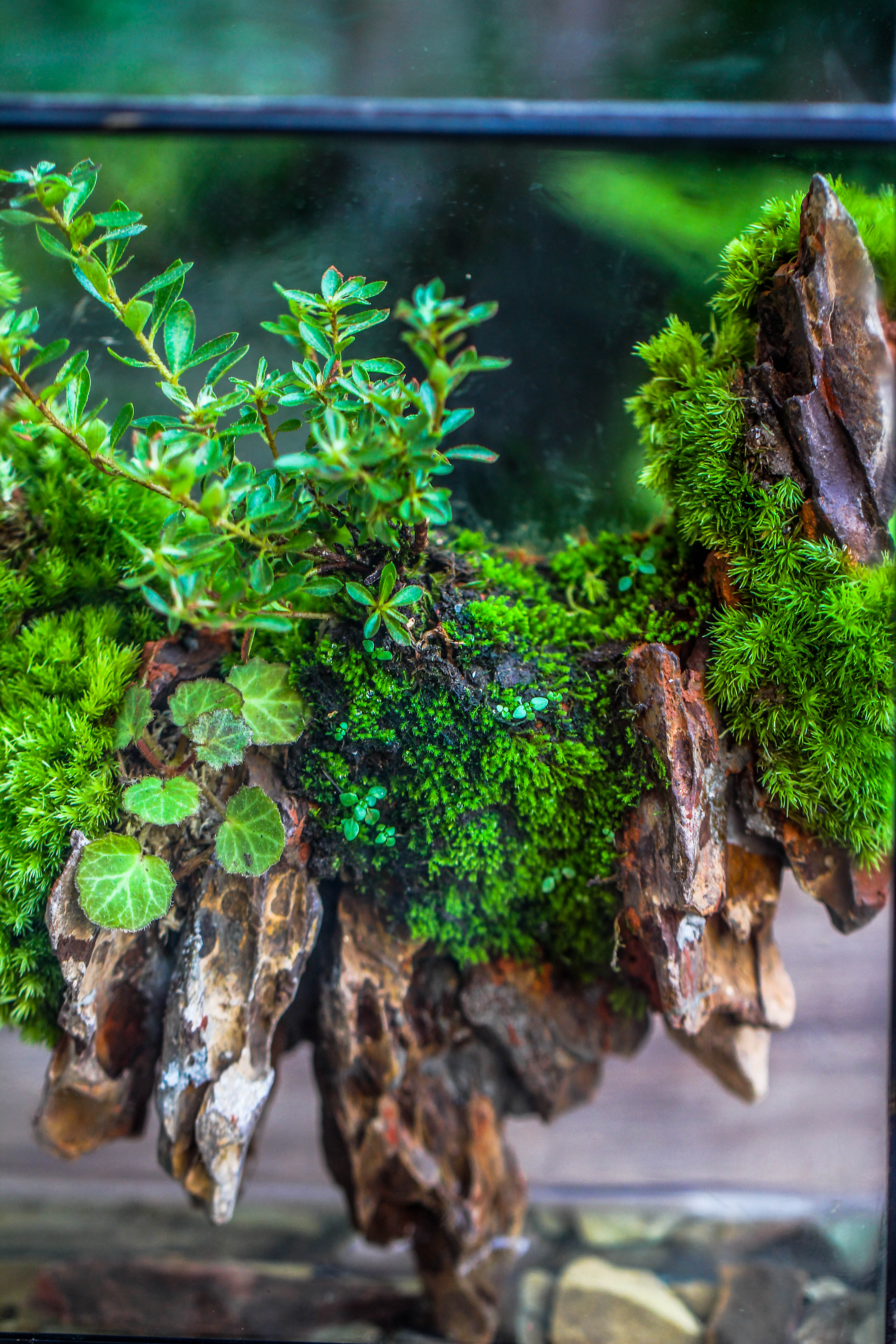 5-12cm Natural Ohko Dragon Stone Rock for Terrarium, Aquarium Bonsai Landscape, 500g - NCYPgarden