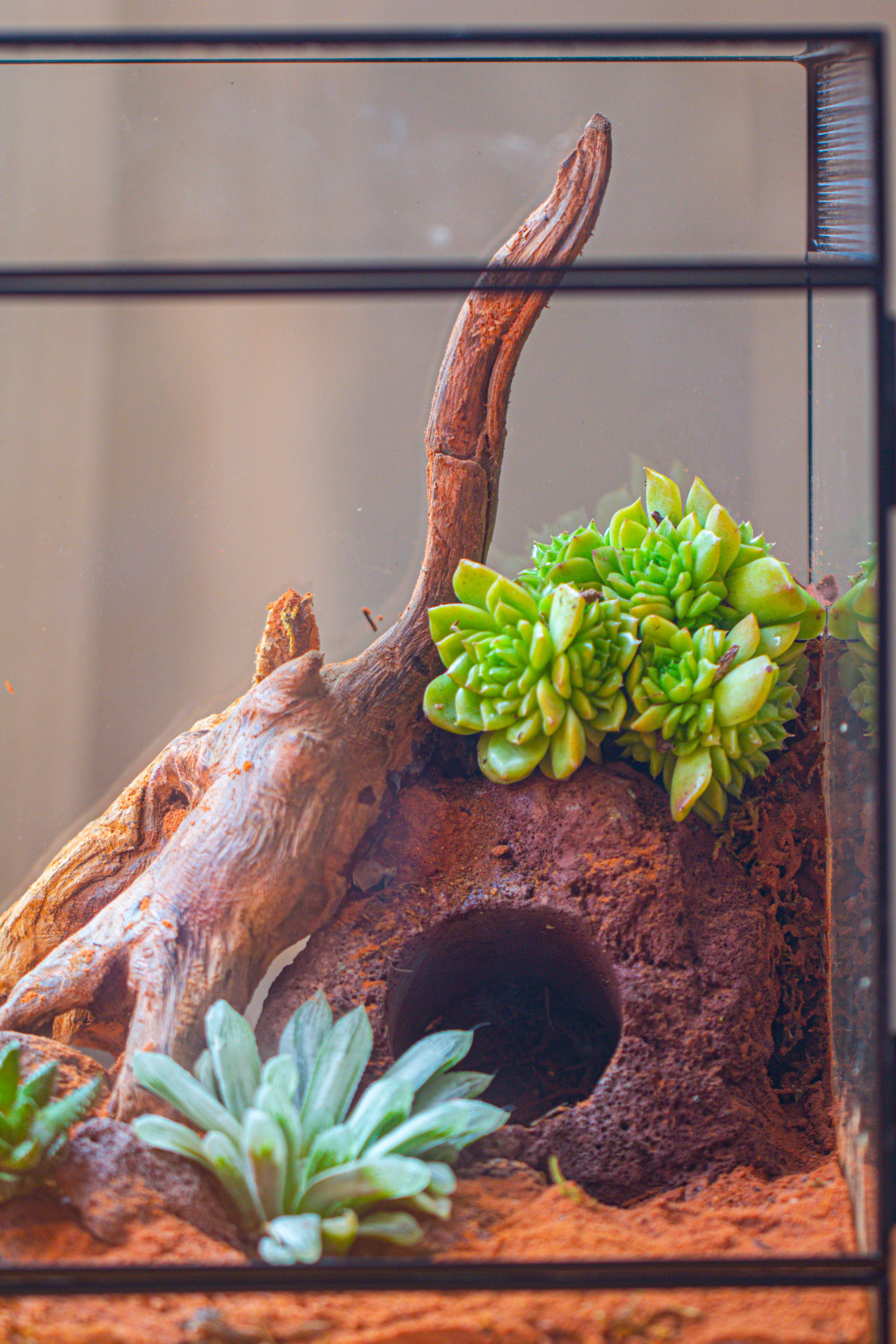 8x8x12 inches Large Handmade Glass Geometric Terrarium with Side Vent, for large insects - NCYPgarden