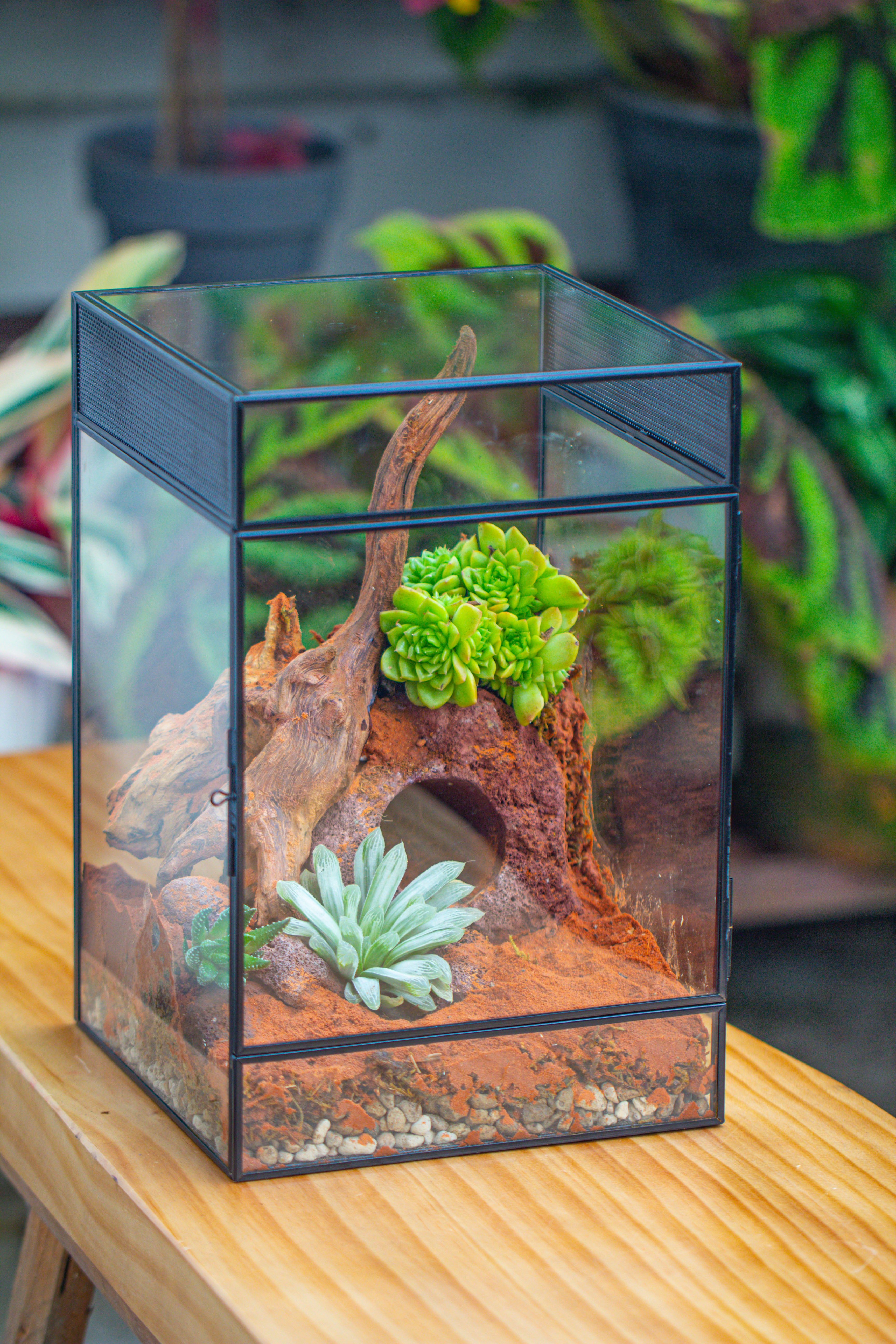 8x8x12 inches Large Handmade Glass Geometric Terrarium with Side Vent, for large insects - NCYPgarden