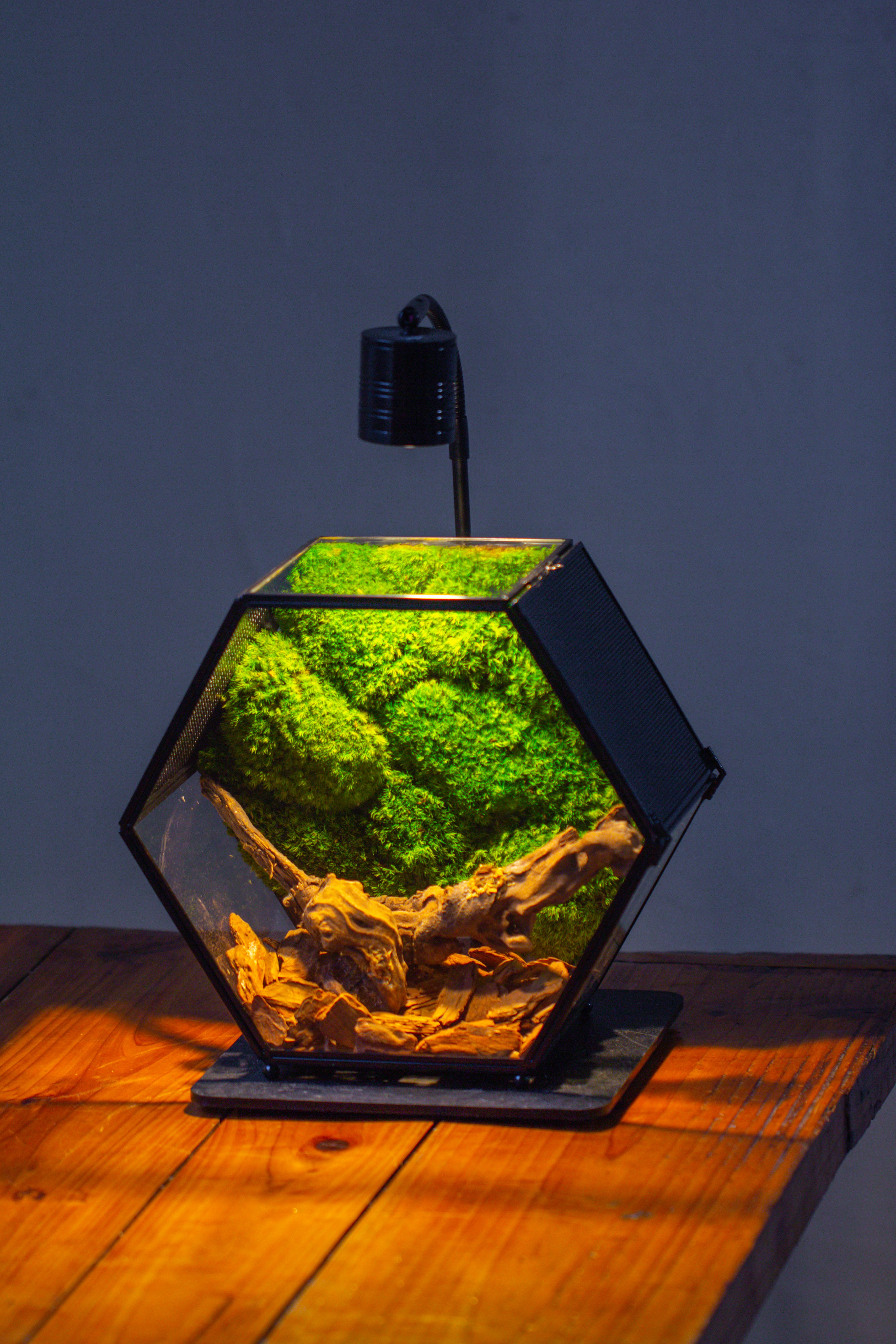 Handmade Hexagon Glass Geometric Terrarium Enclosure with Mesh Vents for Small Insects - NCYPgarden