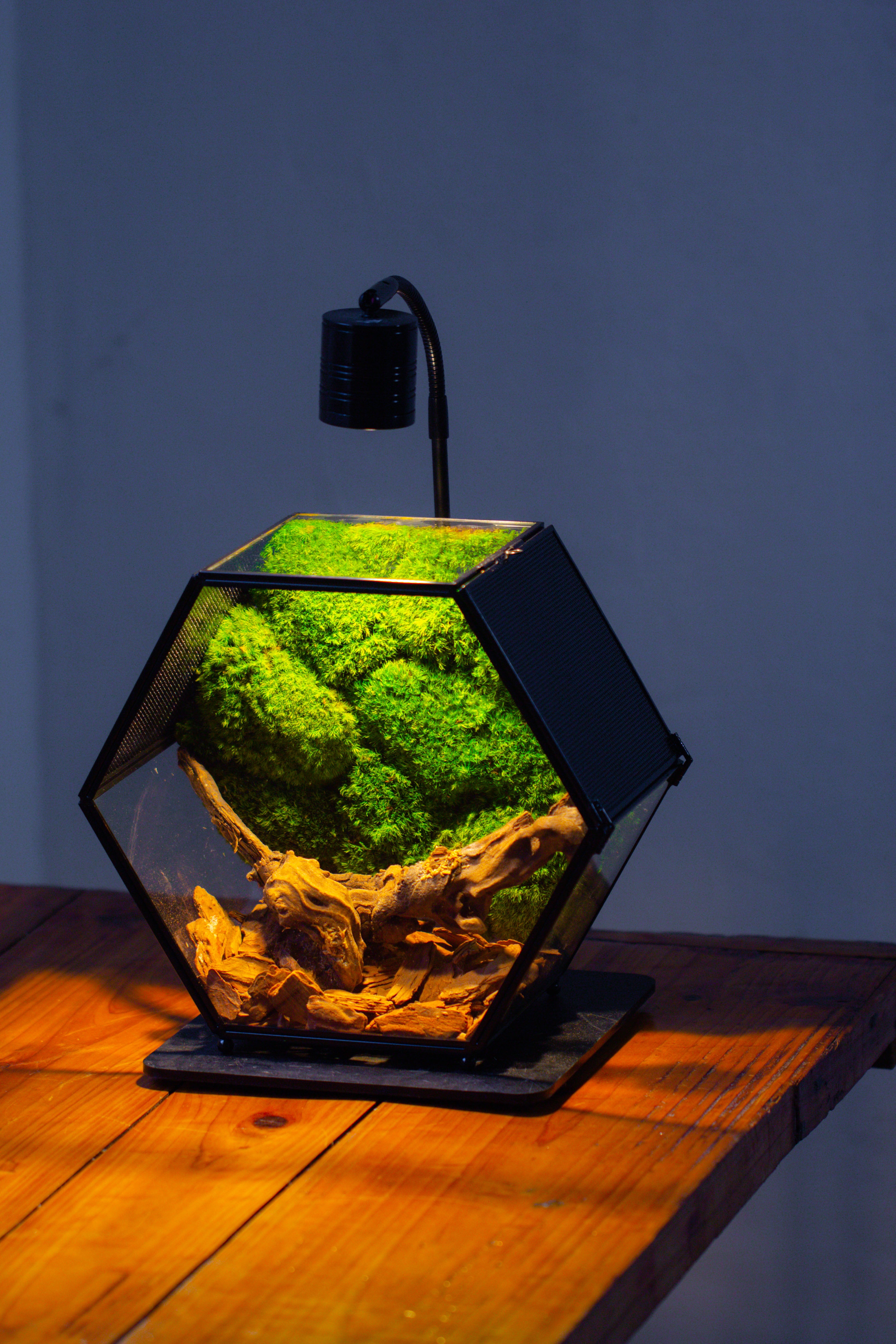 Handmade Hexagon Glass Geometric Terrarium Enclosure with Mesh Vents for Small Insects - NCYPgarden