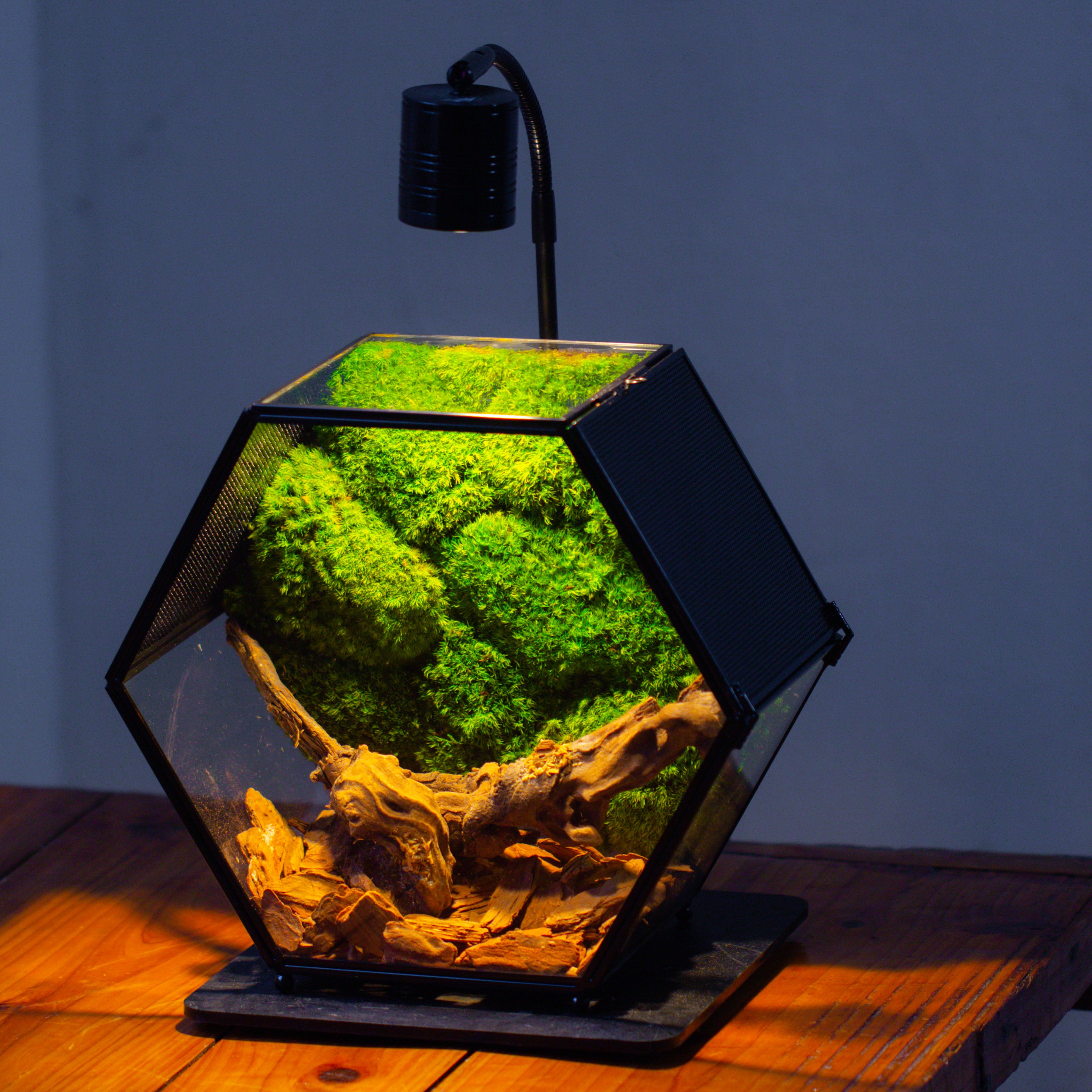 Handmade Hexagon Glass Geometric Terrarium Enclosure with Mesh Vents for Small Insects - NCYPgarden