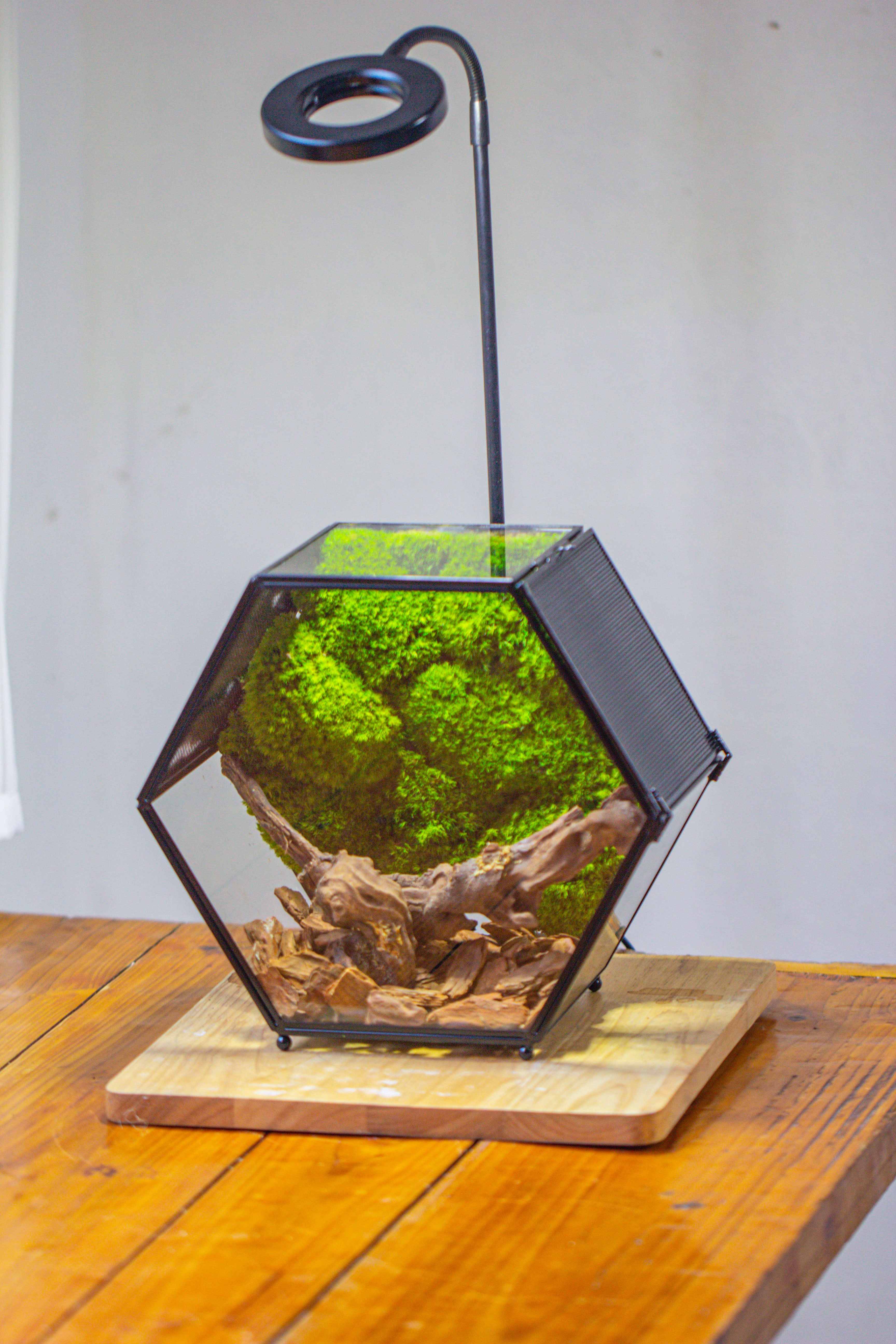 Handmade Hexagon Glass Geometric Terrarium Enclosure with Mesh Vents for Small Insects - NCYPgarden