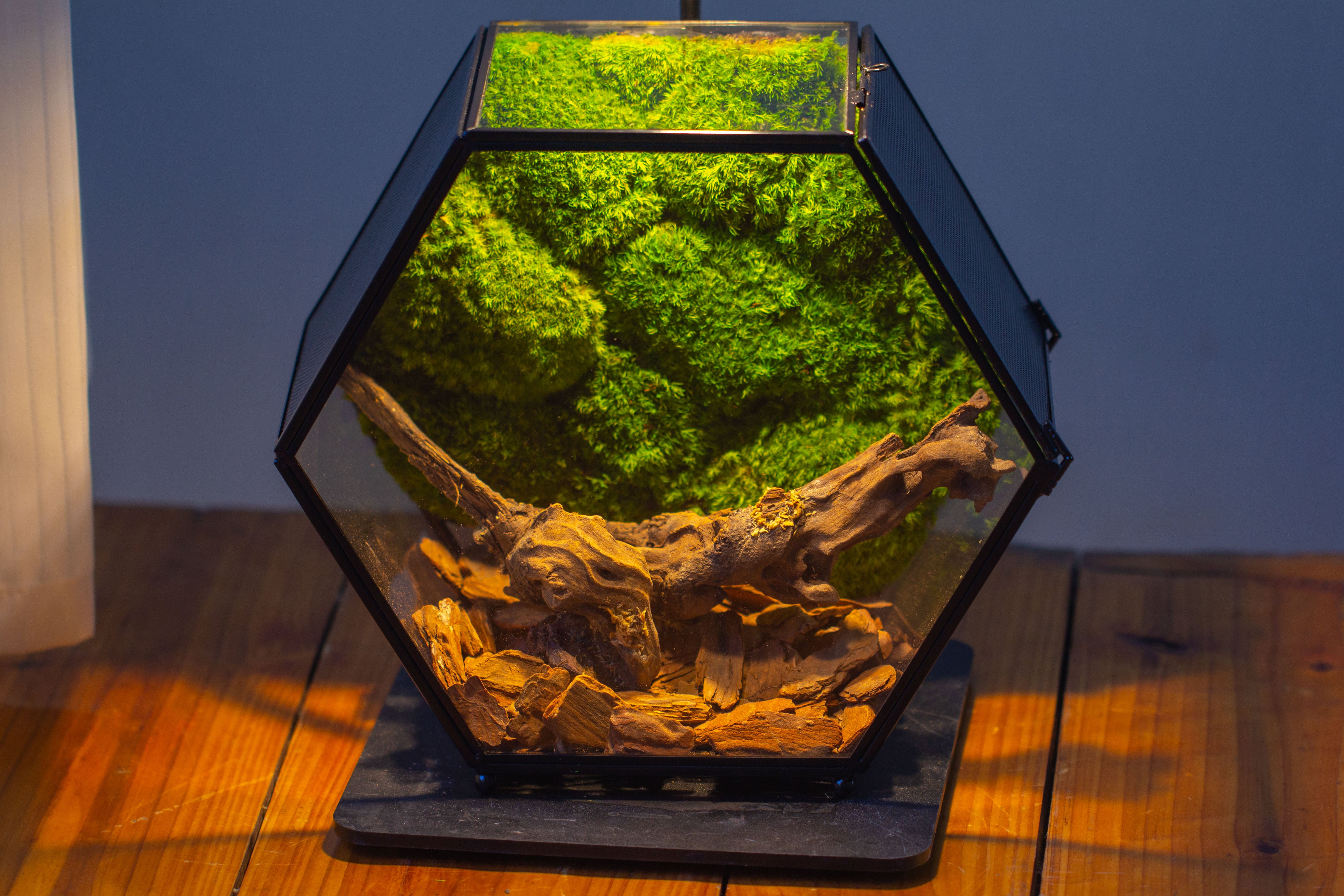 Handmade Hexagon Glass Geometric Terrarium Enclosure with Mesh Vents for Small Insects - NCYPgarden