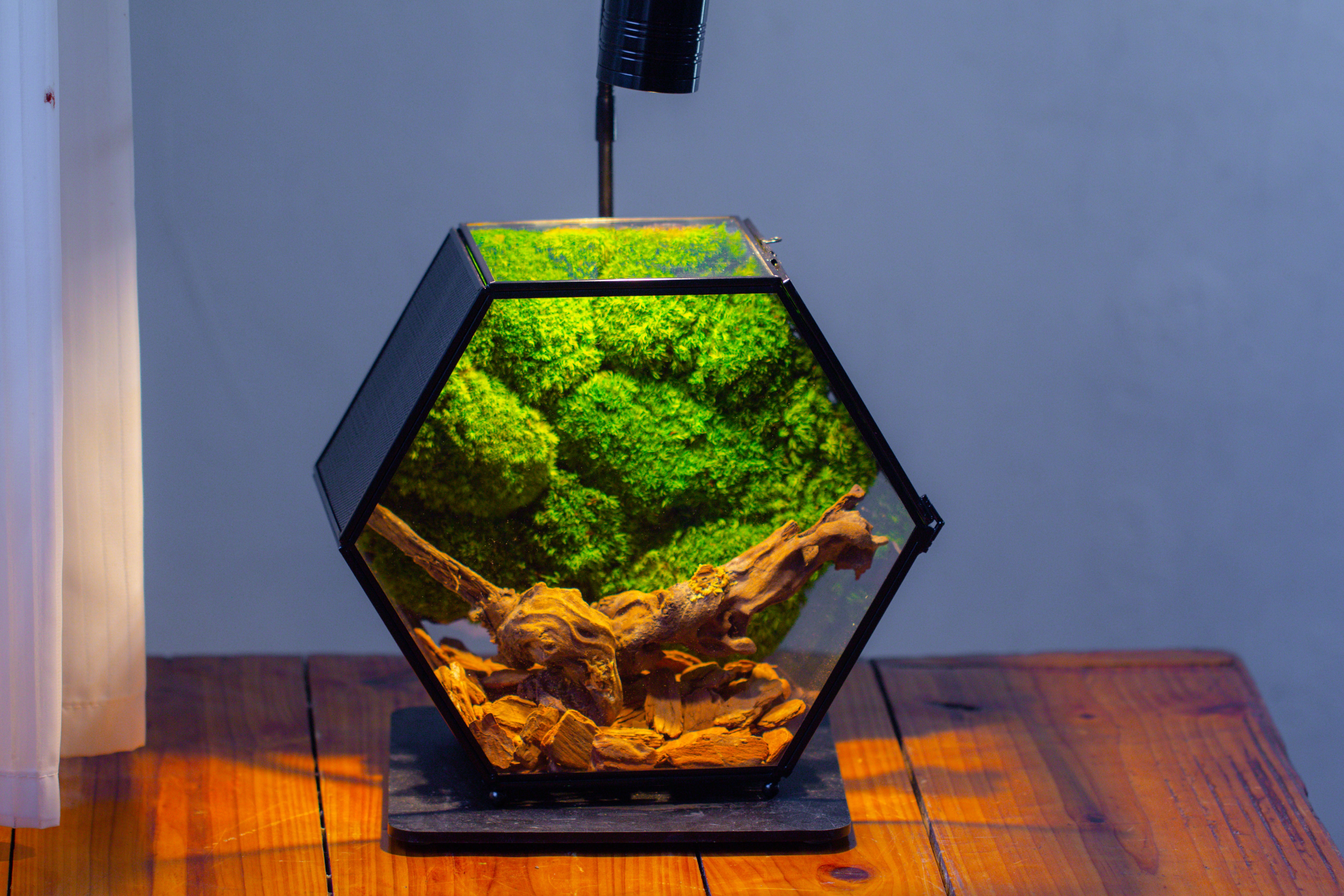 Handmade Hexagon Glass Geometric Terrarium Enclosure with Mesh Vents for Small Insects - NCYPgarden