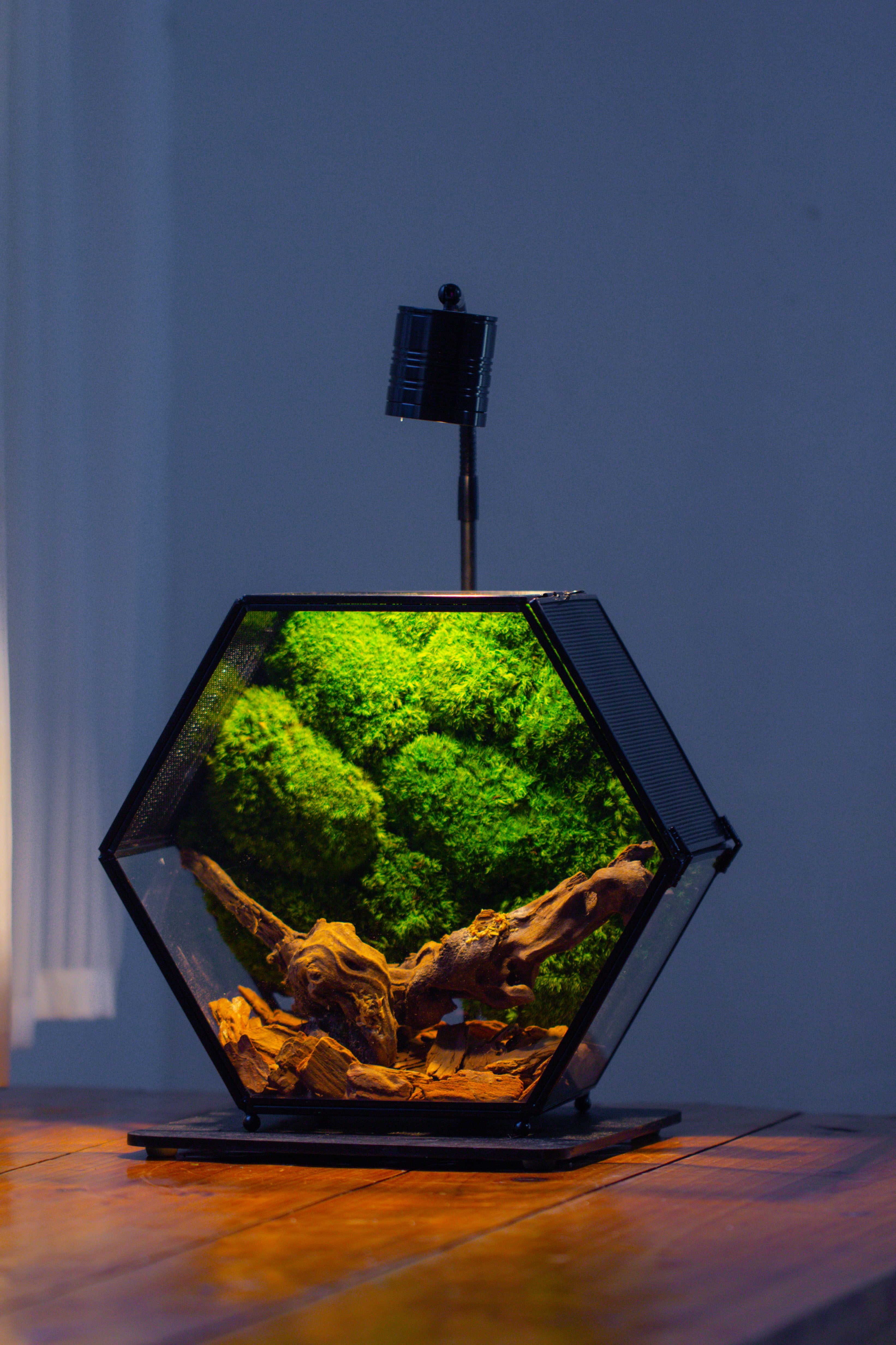 Handmade Hexagon Glass Geometric Terrarium Enclosure with Mesh Vents for Small Insects - NCYPgarden
