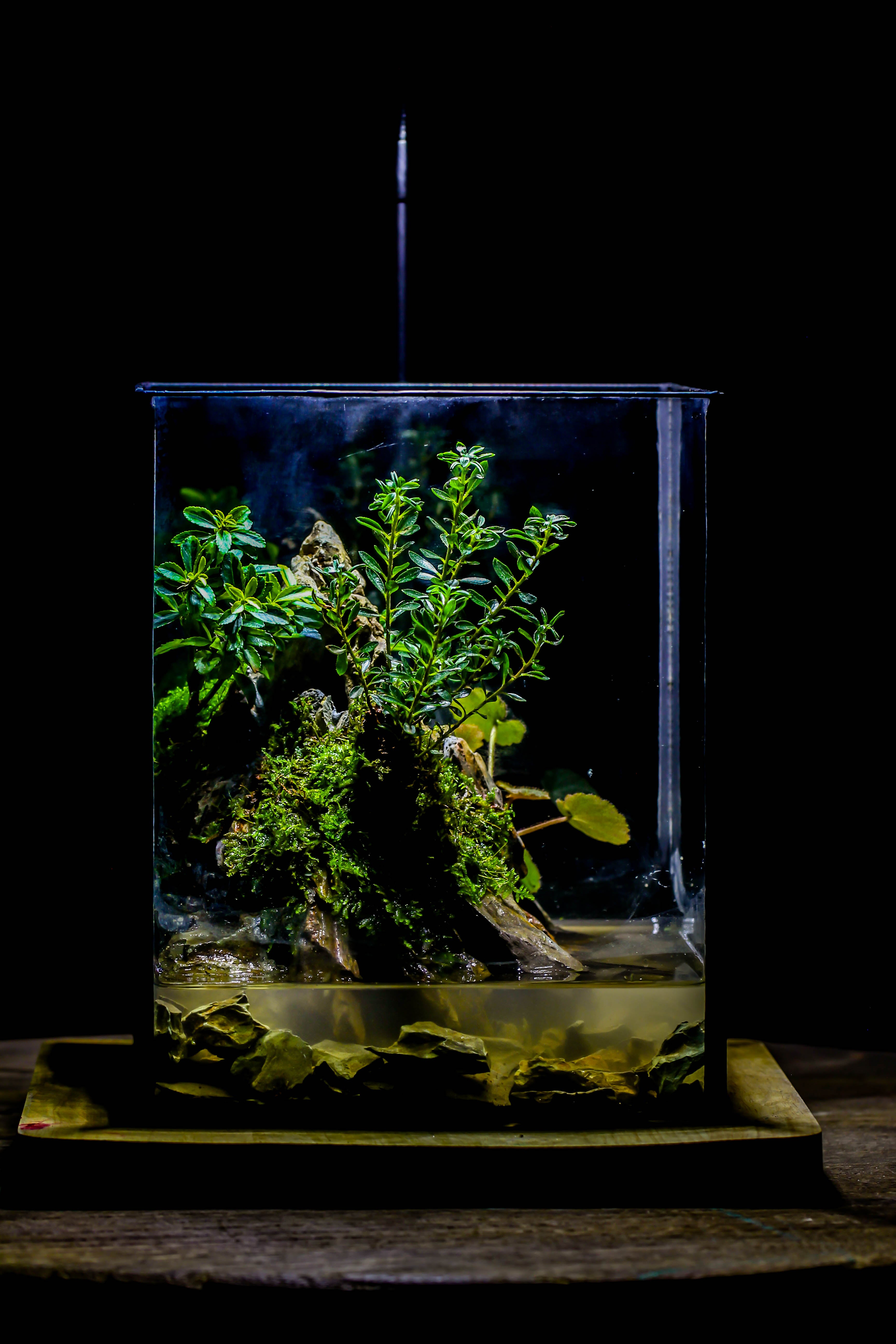 5-12cm Natural Ohko Dragon Stone Rock for Terrarium, Aquarium Bonsai Landscape, 500g - NCYPgarden