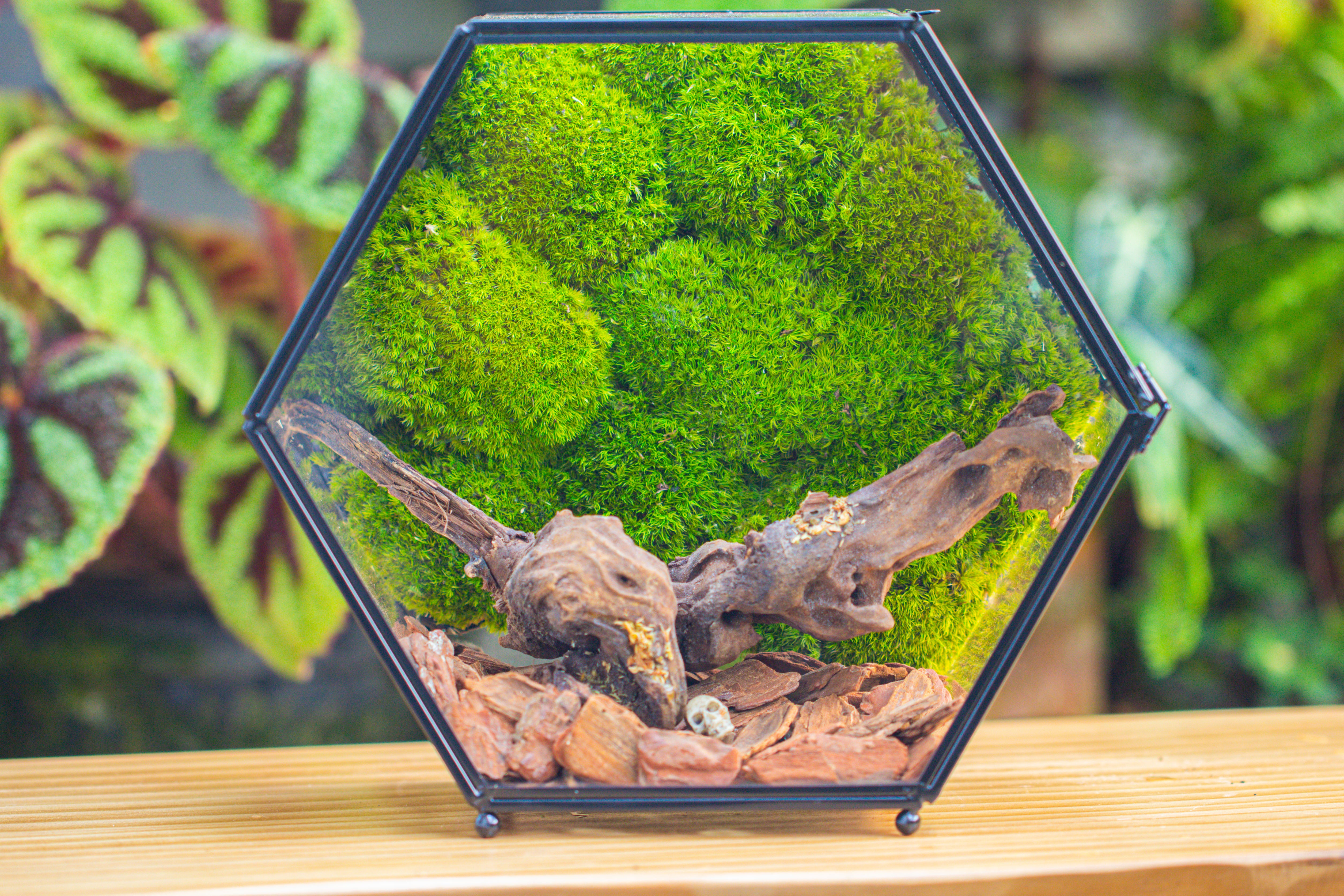 Handmade Hexagon Glass Geometric Terrarium Enclosure with Mesh Vents for Small Insects - NCYPgarden