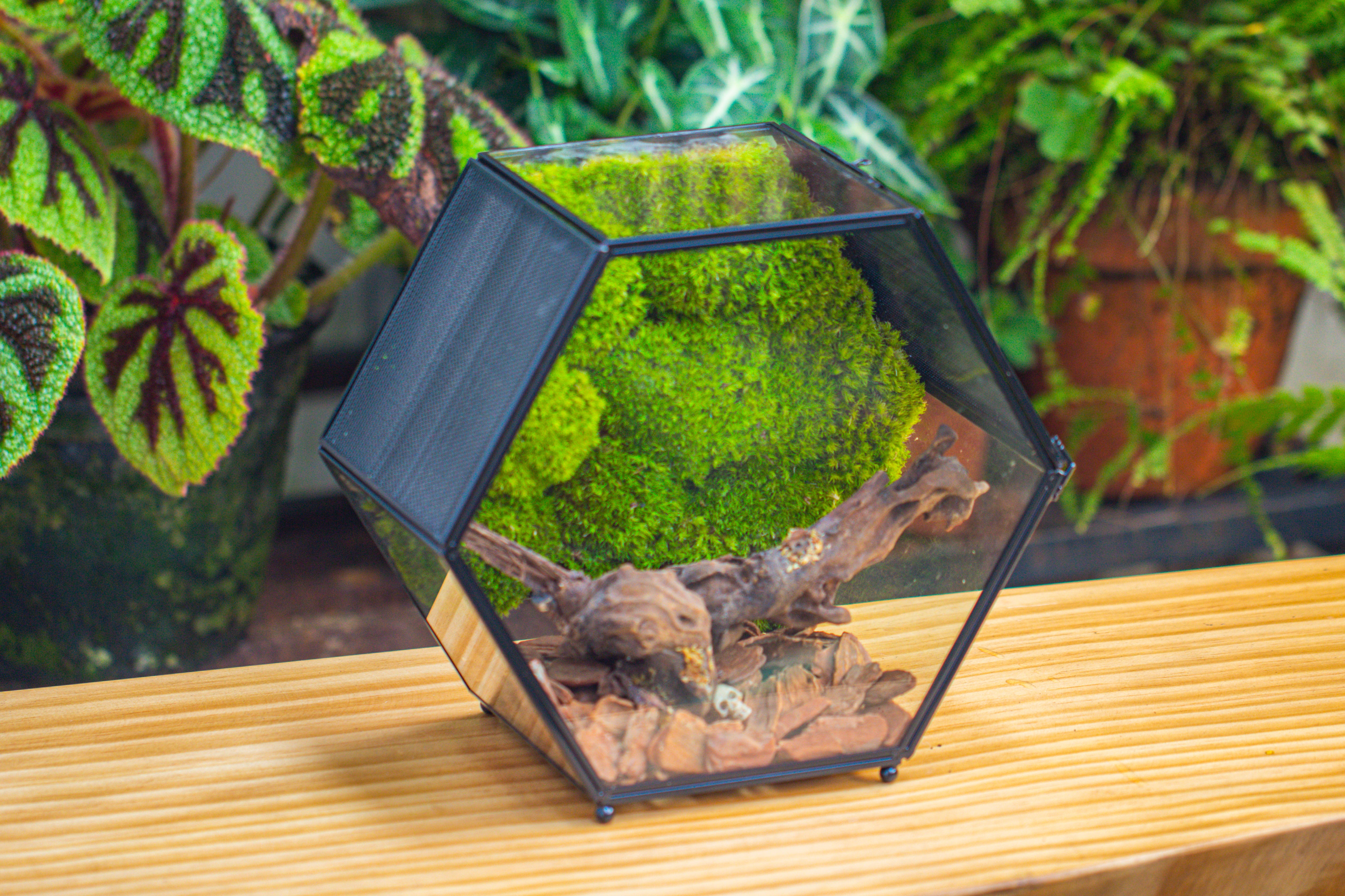 Handmade Hexagon Glass Geometric Terrarium Enclosure with Mesh Vents for Small Insects - NCYPgarden