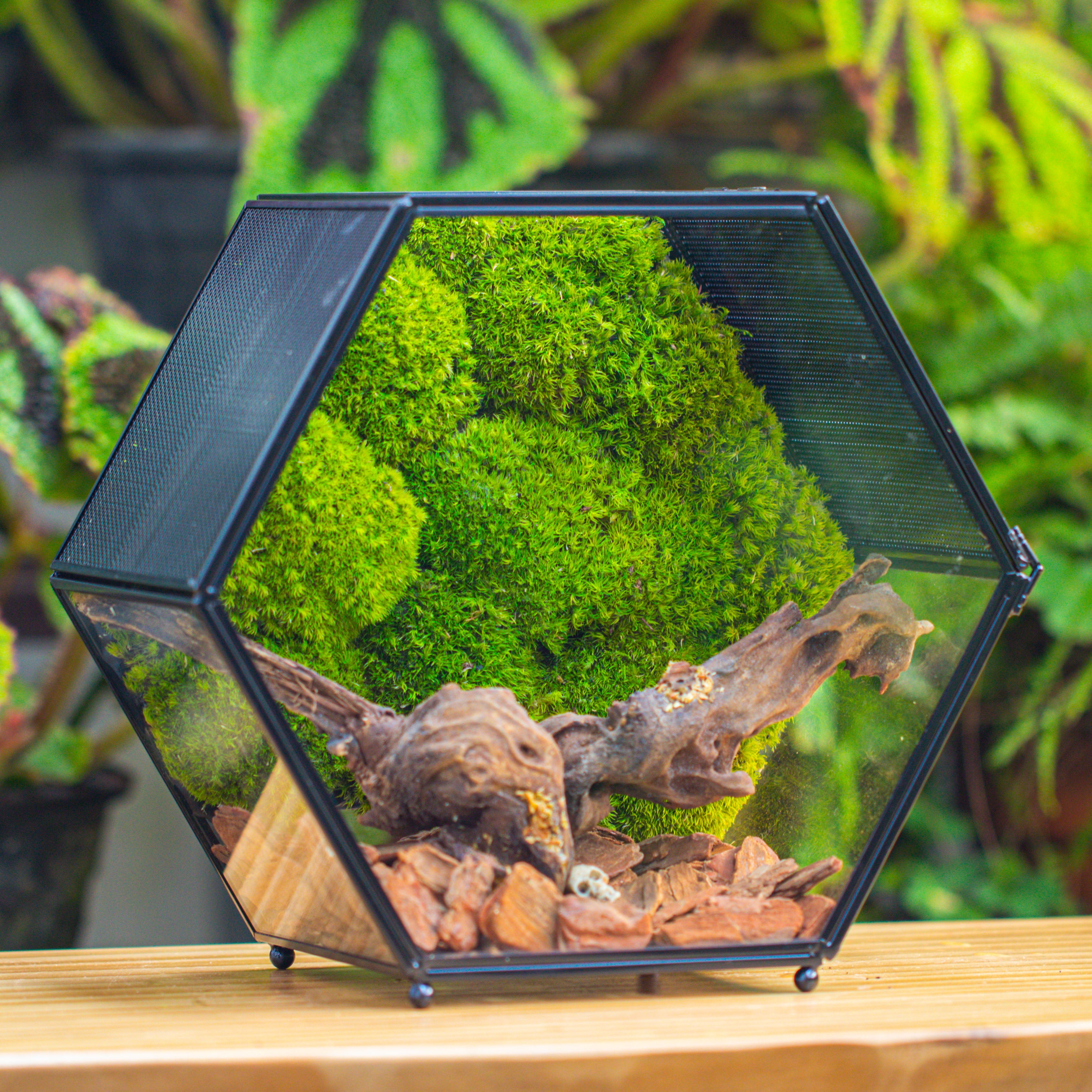 Handmade Hexagon Glass Geometric Terrarium Enclosure with Mesh Vents for Small Insects - NCYPgarden