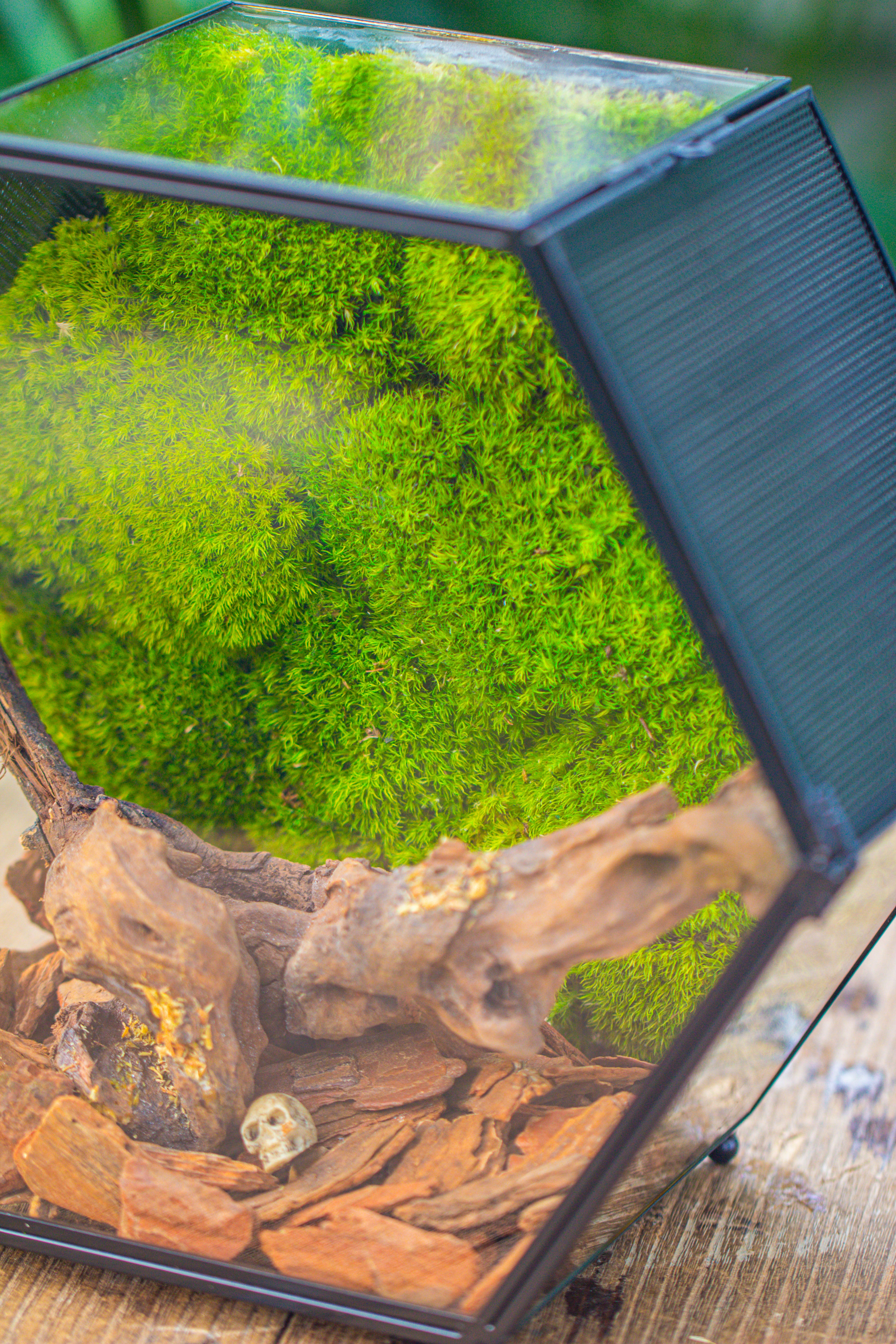 Handmade Hexagon Glass Geometric Terrarium Enclosure with Mesh Vents for Small Insects - NCYPgarden