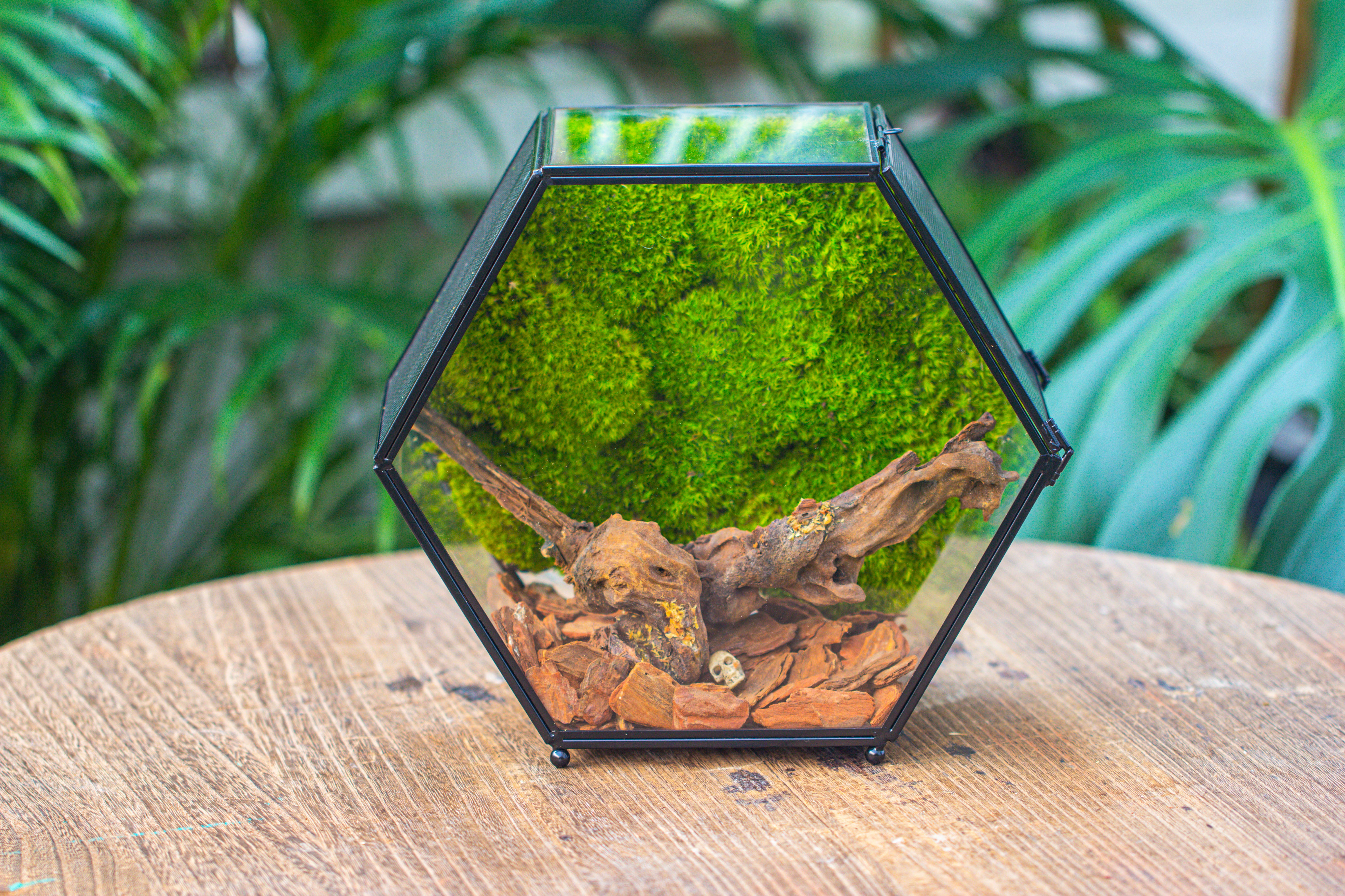 Handmade Hexagon Glass Geometric Terrarium Enclosure with Mesh Vents for Small Insects - NCYPgarden