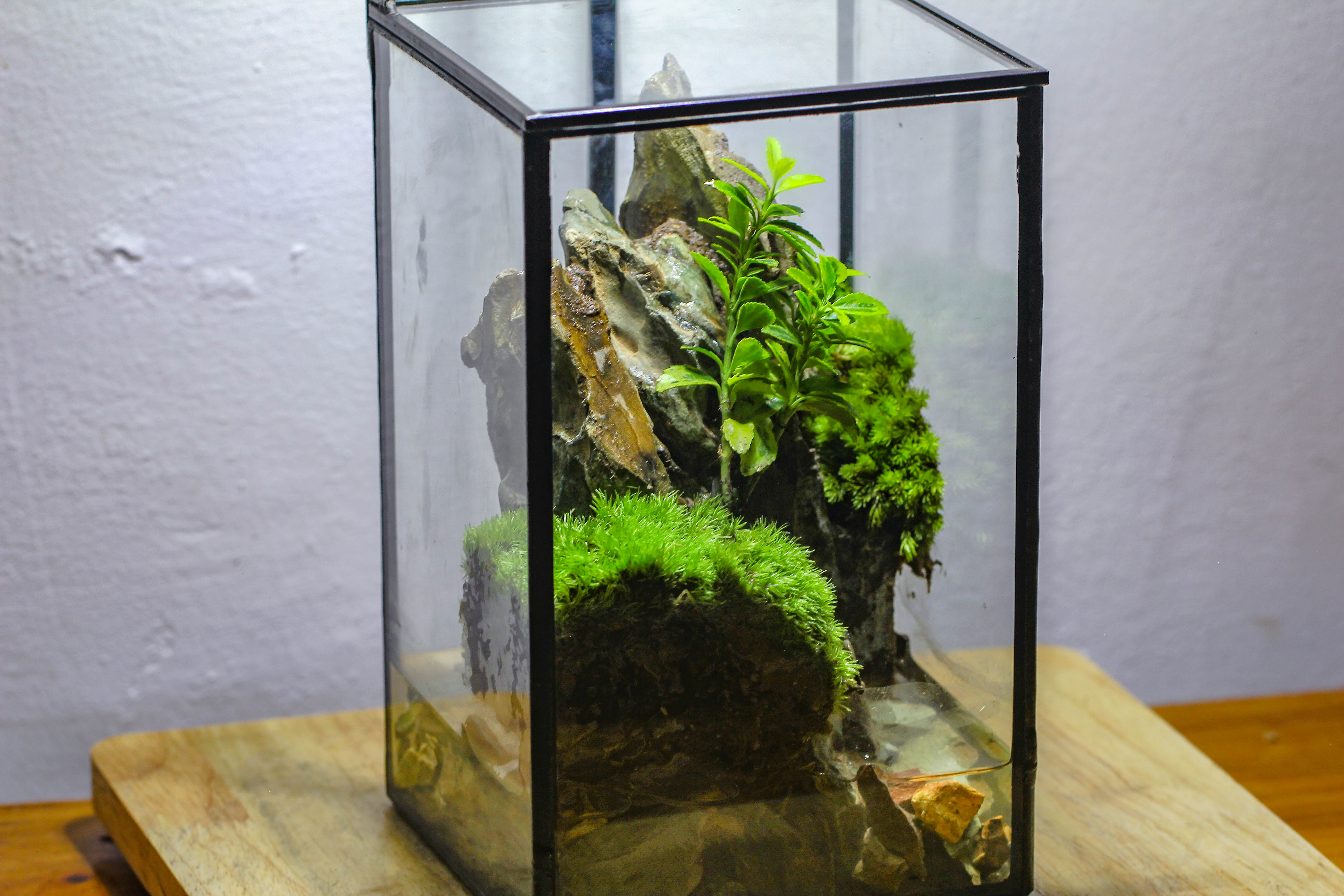 NCYP Watertight Close Geometric Glass Tin Terrarium, for small waterpond, moss landscape, Live Miniature, water pond, miniature - NCYPgarden