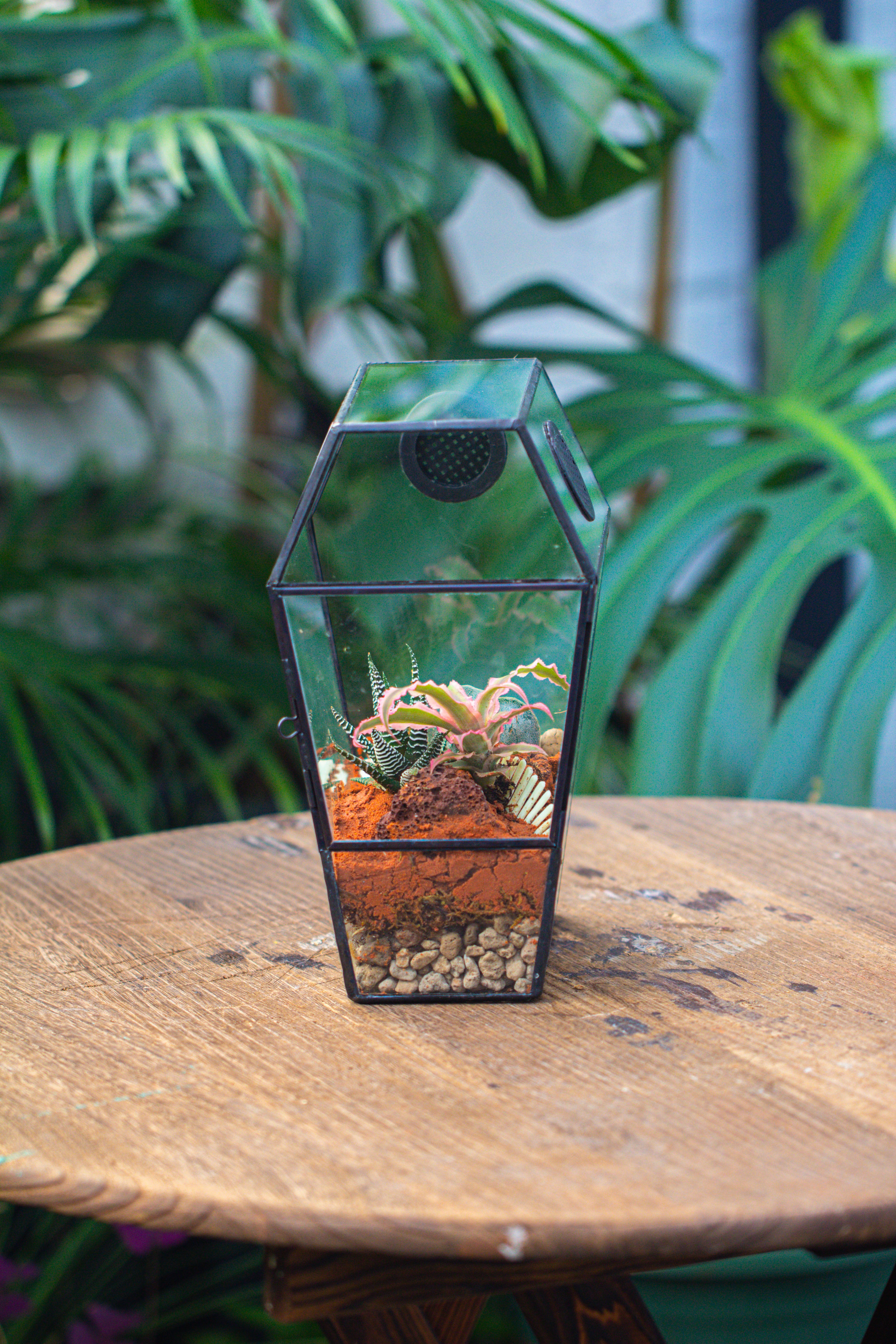 Coffin-Shaped Tin Glass Terrarium Enclosure, Gothic Style, for Jumping Spider, Insects, Snails - NCYPgarden