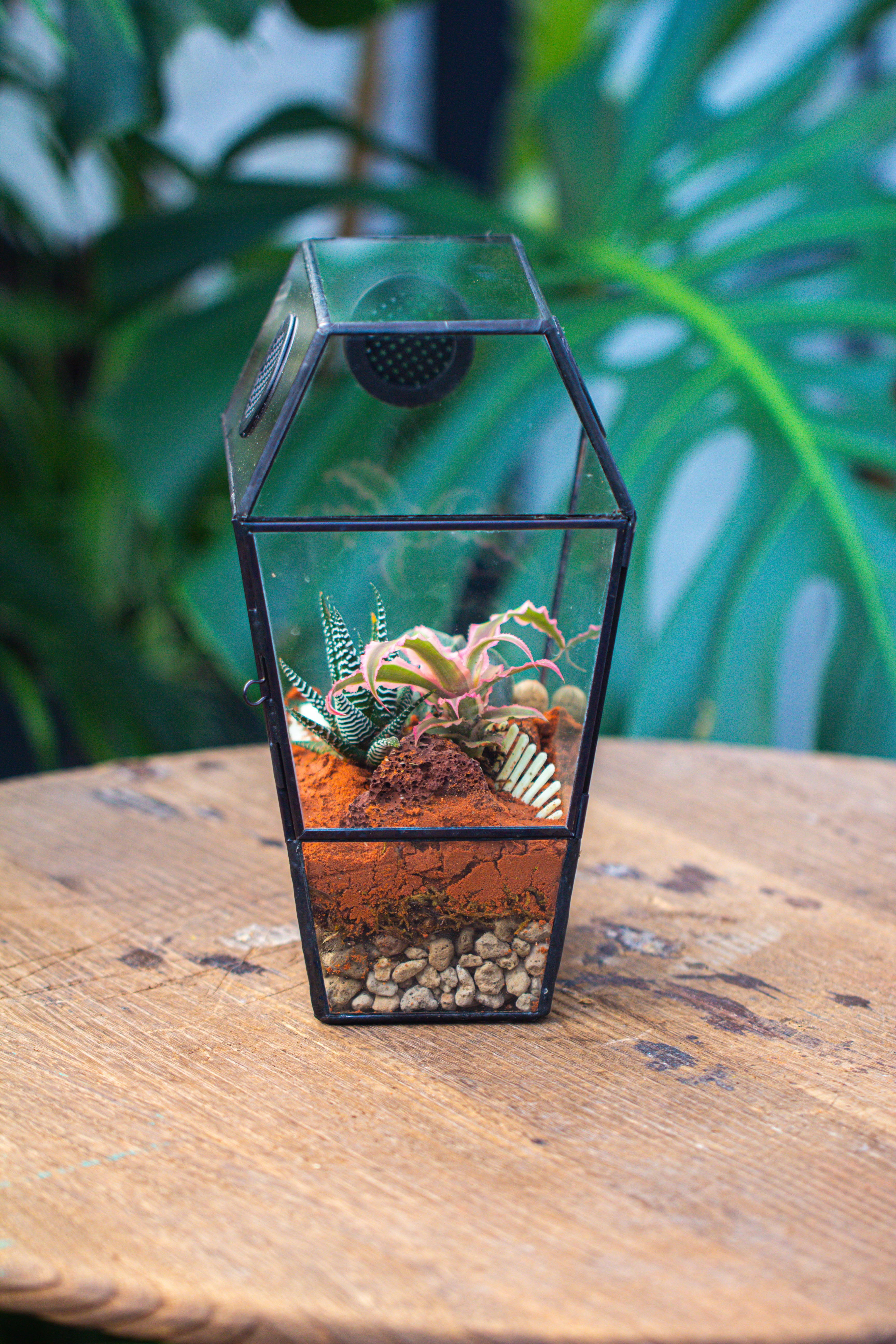 Coffin-Shaped Tin Glass Terrarium Enclosure, Gothic Style, for Jumping Spider, Insects, Snails - NCYPgarden