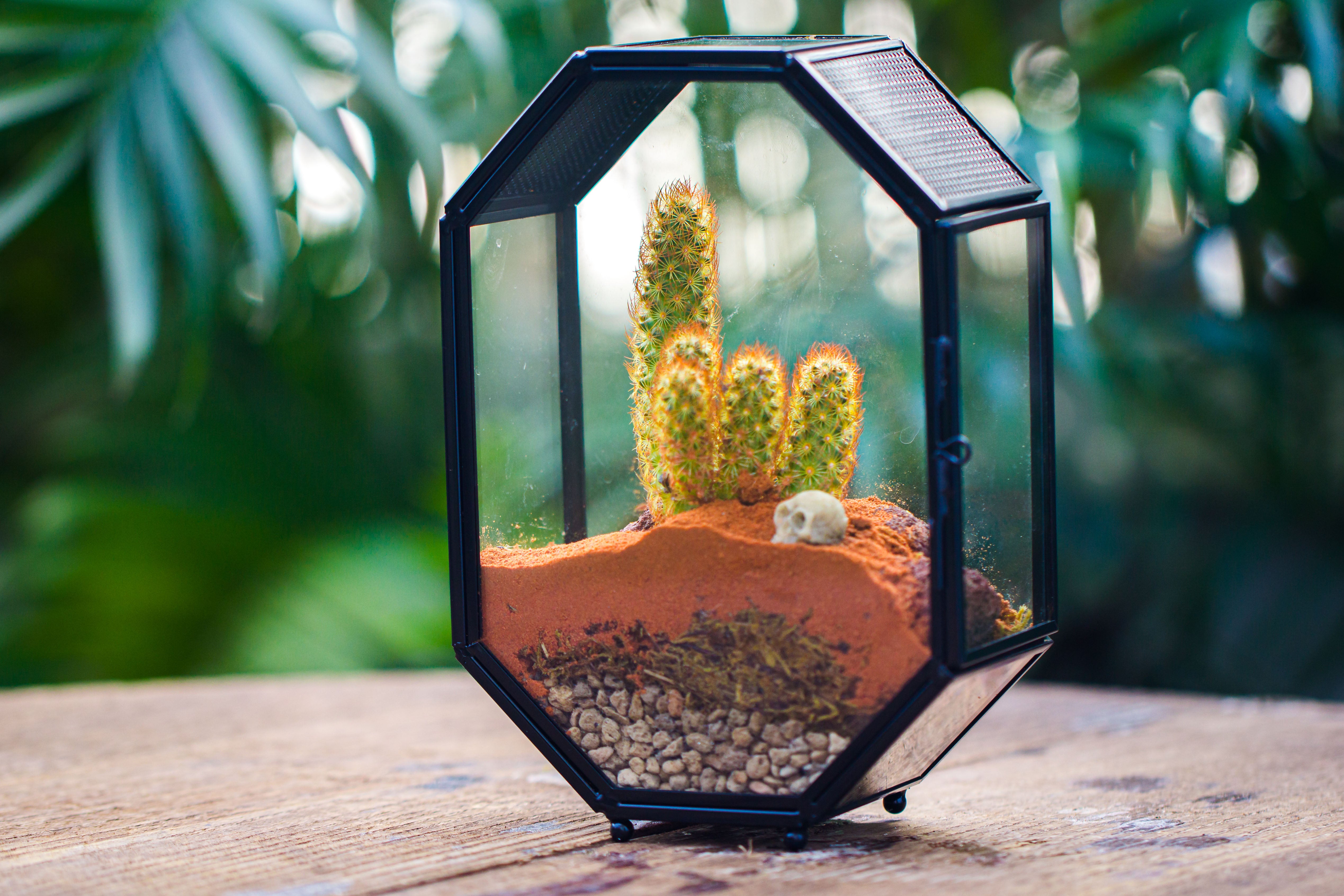 Mini 5x7 inches Octagon Shape Glass Geometric Terrarium Enclosure with Side Vent  for Small Insect, Jumping Spider - NCYPgarden