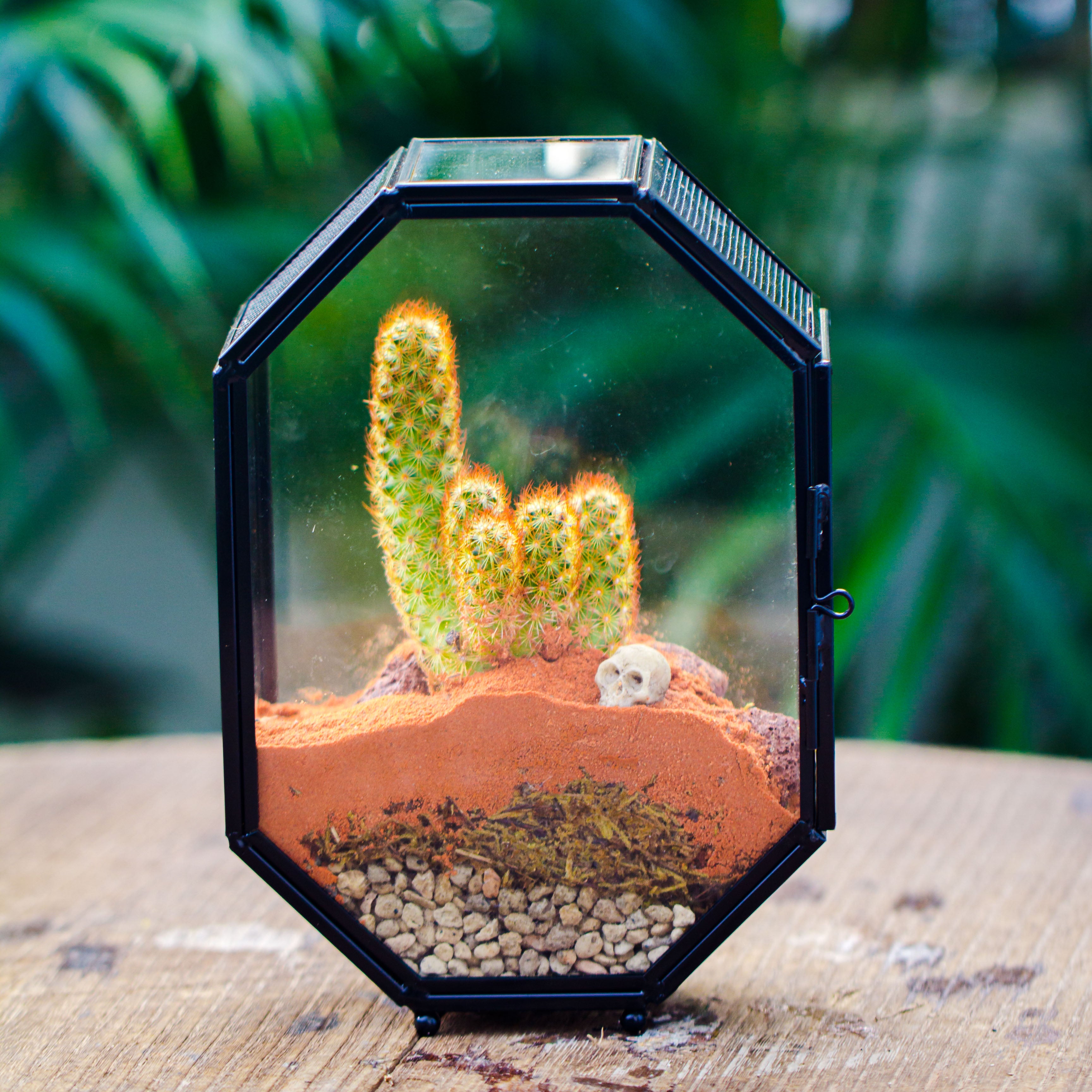 Mini 5x7 inches Octagon Shape Glass Geometric Terrarium Enclosure with Side Vent  for Small Insect, Jumping Spider - NCYPgarden