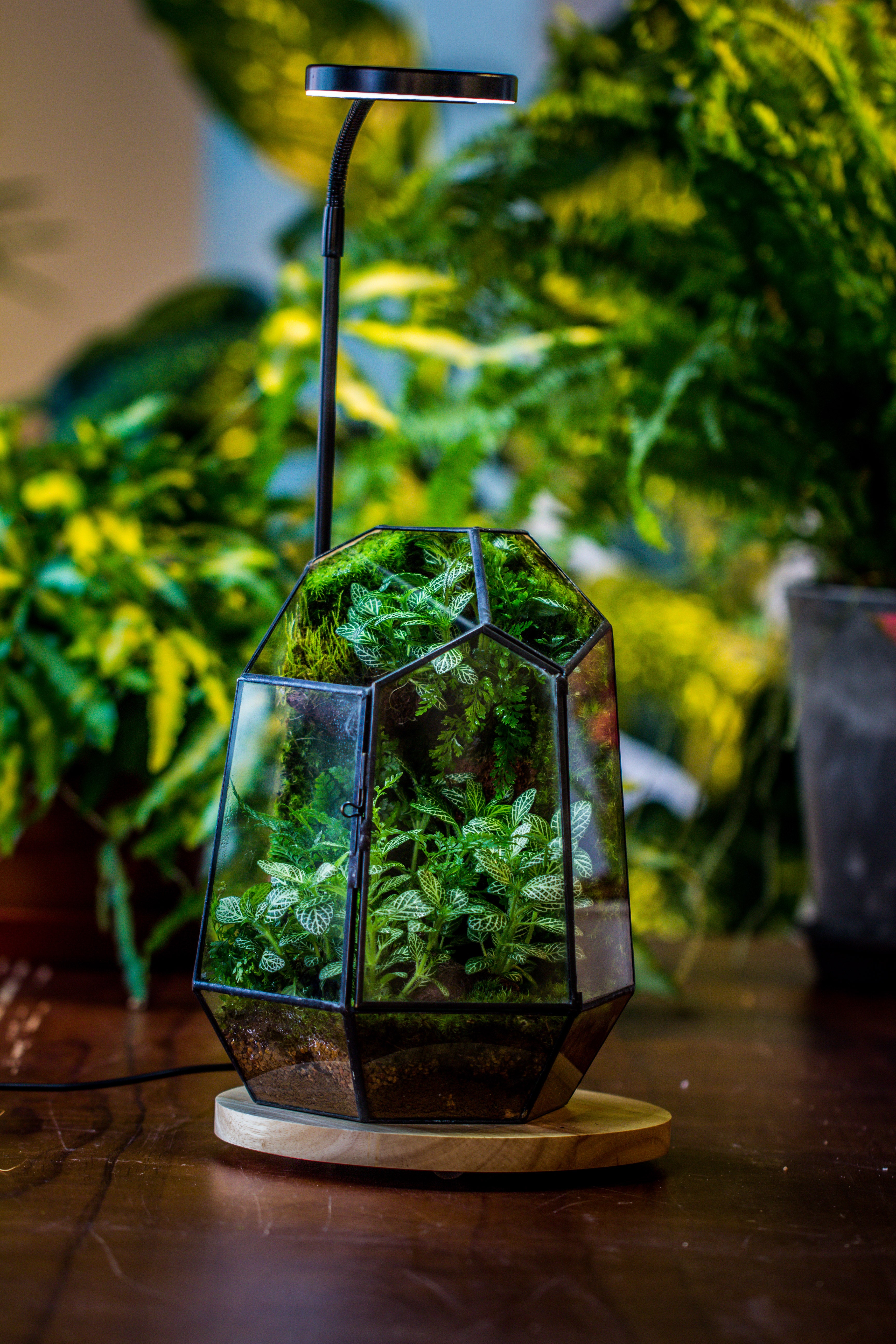 NCYP Customizable Tabletop Natural Wood Round Board LED Grow Display Light Indoor 10W for Terrarium Succulent Fern Bonsai Moss  -30cm - NCYPgarden