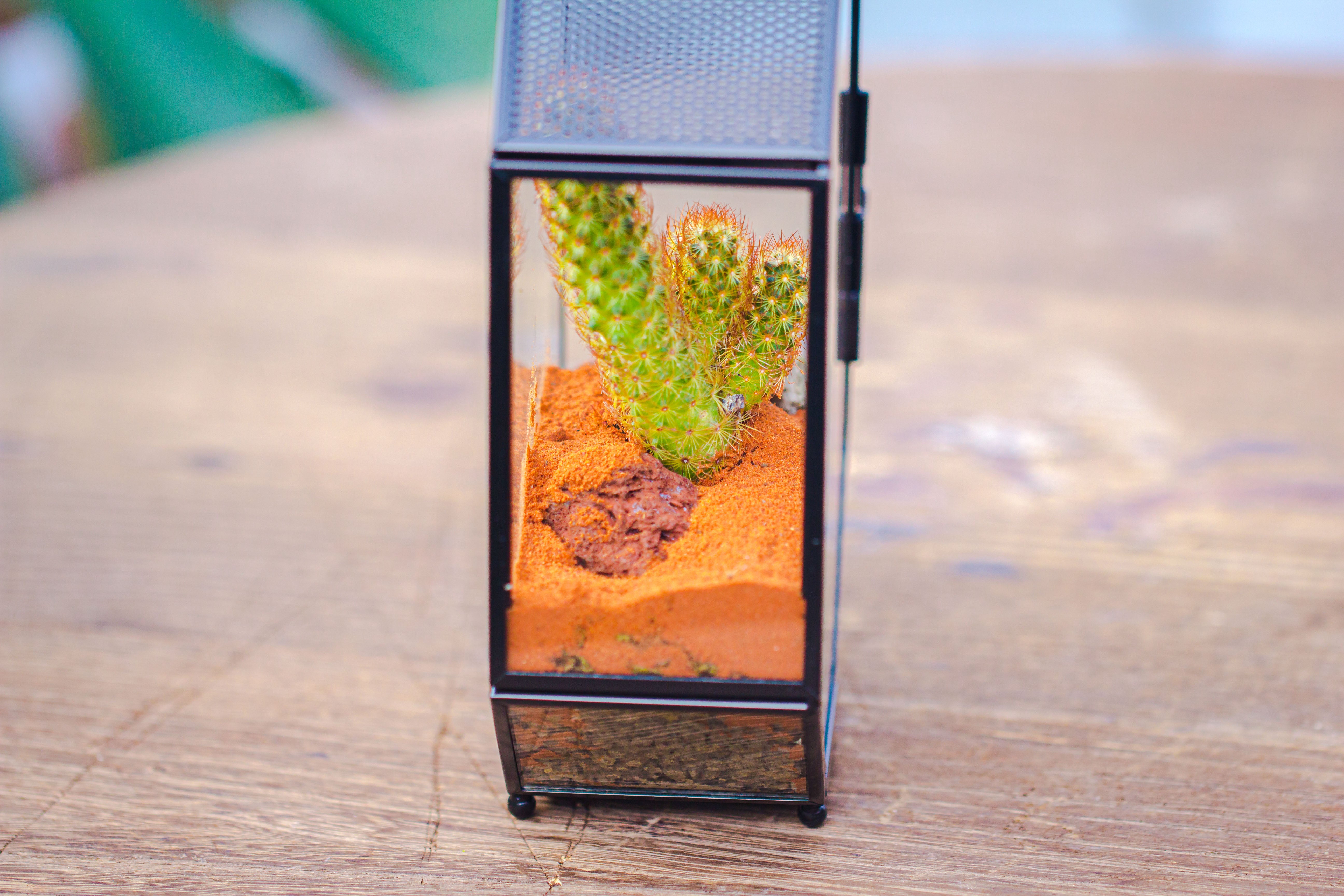 Mini 5x7 inches Octagon Shape Glass Geometric Terrarium Enclosure with Side Vent  for Small Insect, Jumping Spider - NCYPgarden