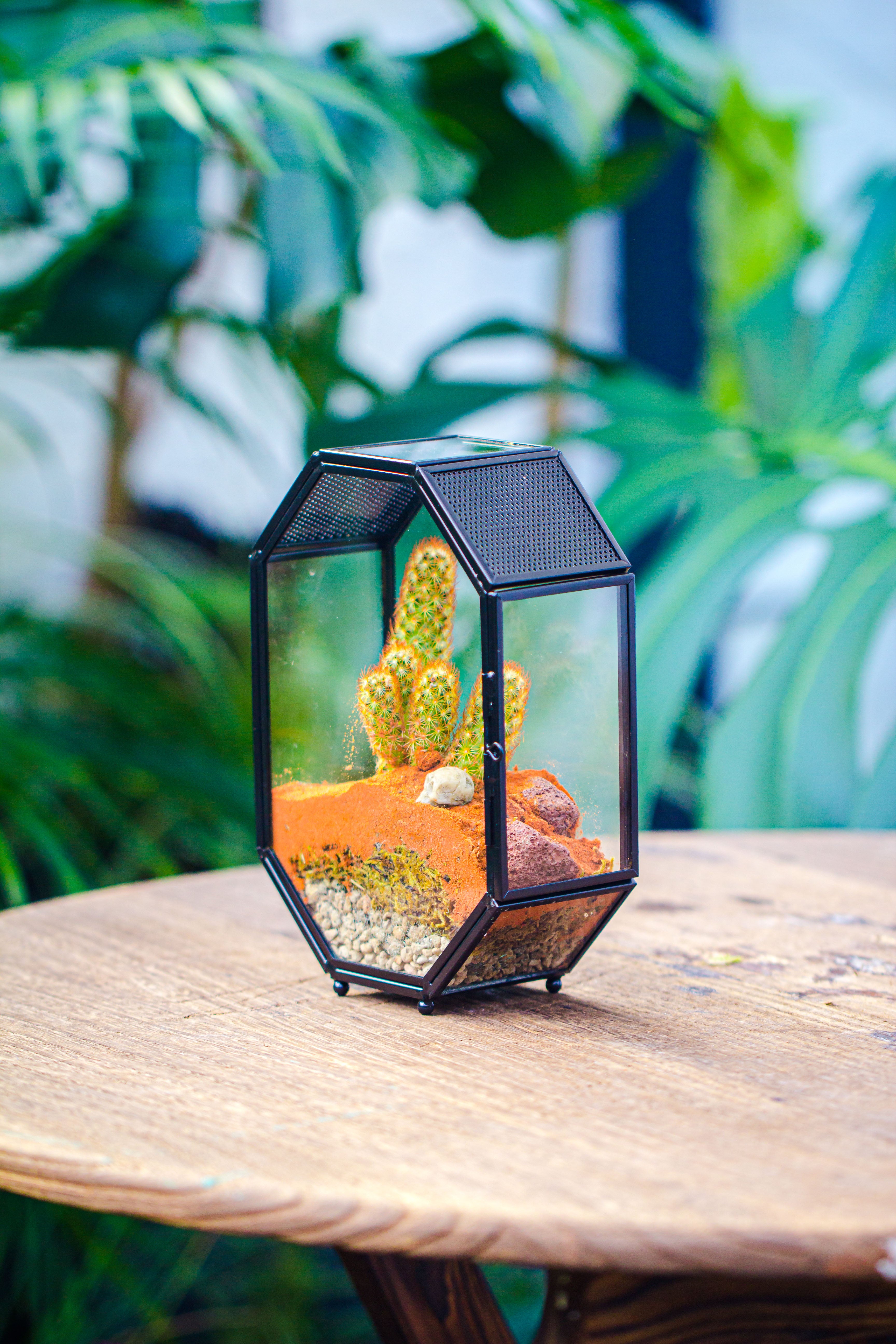 Mini 5x7 inches Octagon Shape Glass Geometric Terrarium Enclosure with Side Vent  for Small Insect, Jumping Spider - NCYPgarden