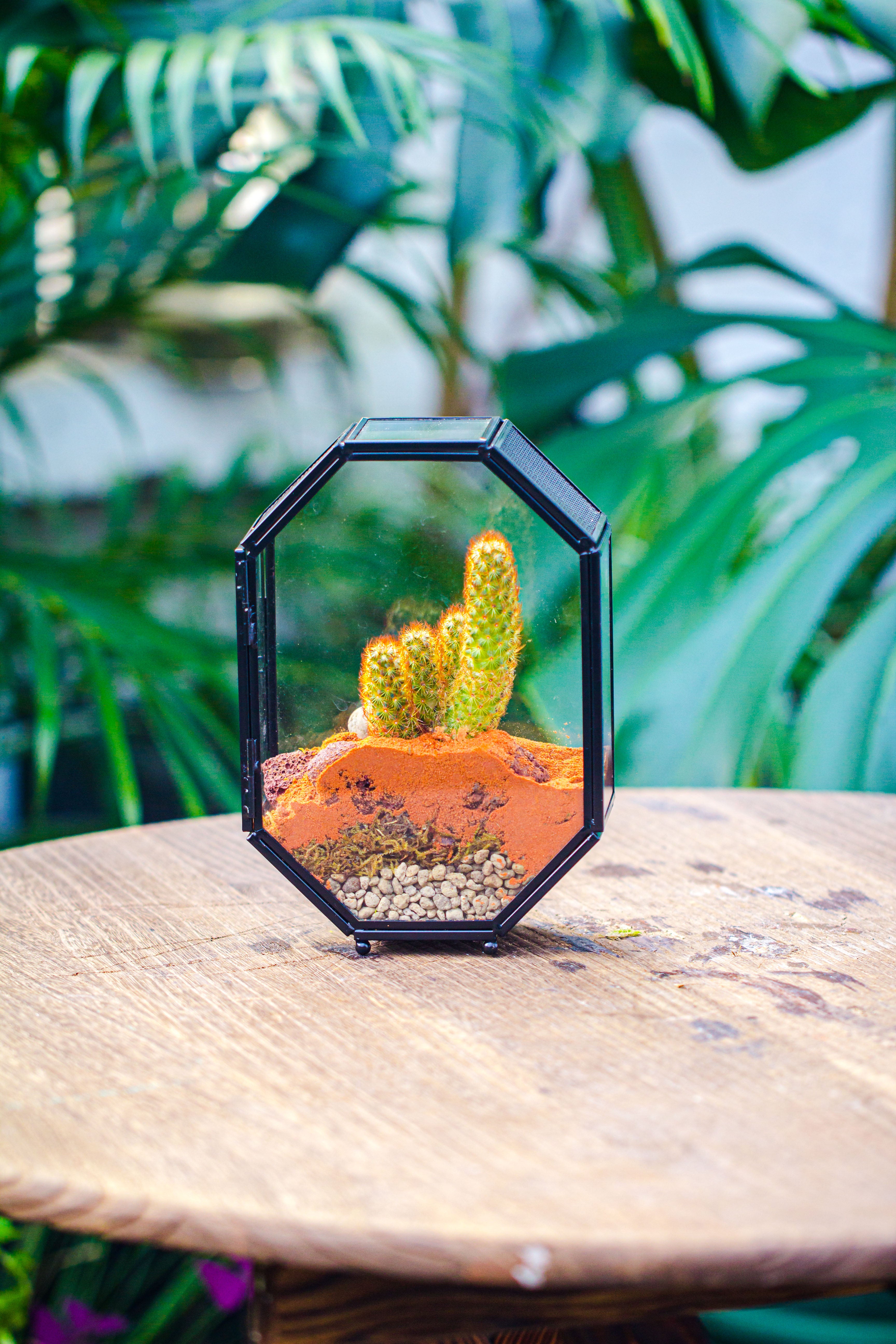 Mini 5x7 inches Octagon Shape Glass Geometric Terrarium Enclosure with Side Vent  for Small Insect, Jumping Spider - NCYPgarden