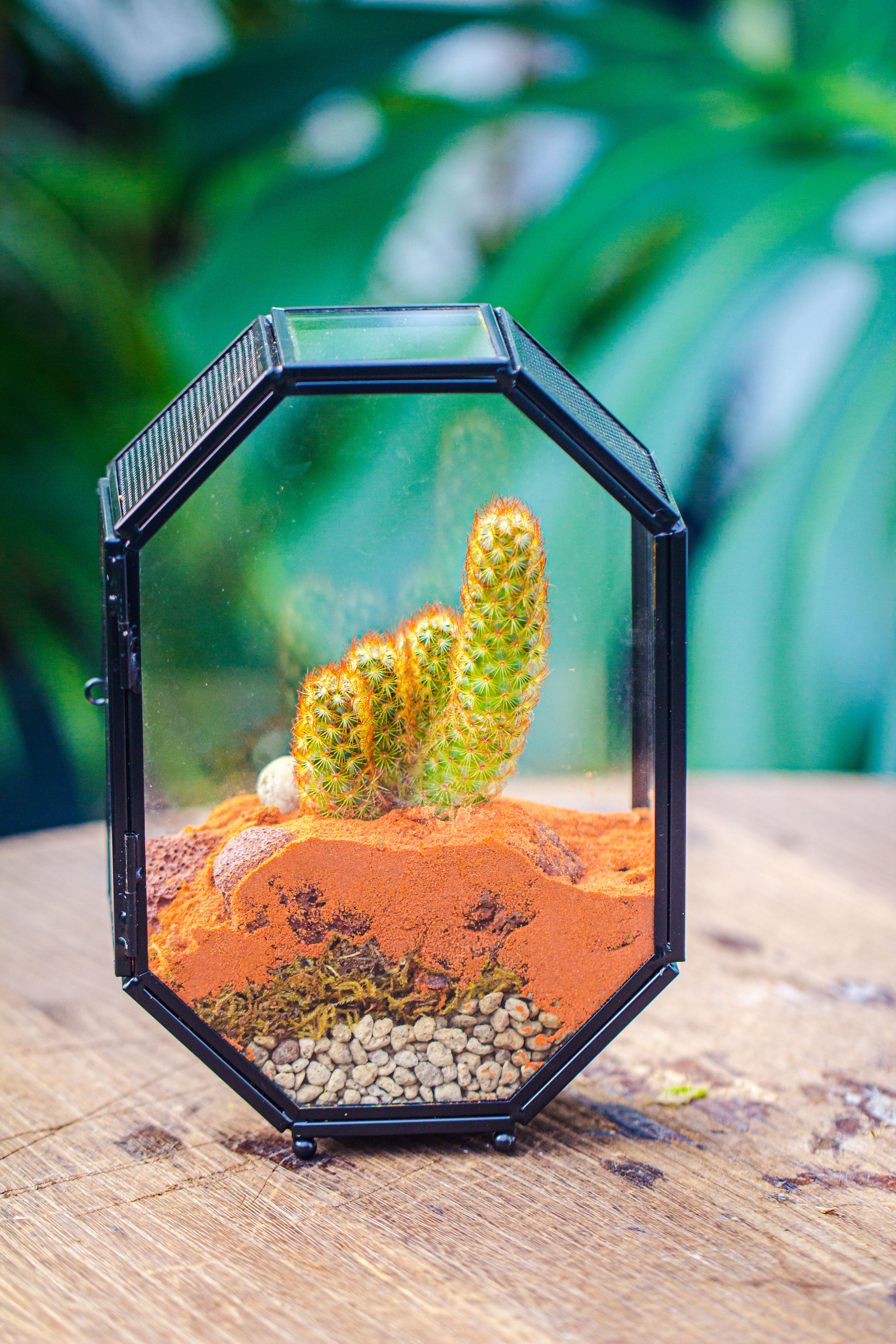Mini 5x7 inches Octagon Shape Glass Geometric Terrarium Enclosure with Side Vent  for Small Insect, Jumping Spider - NCYPgarden
