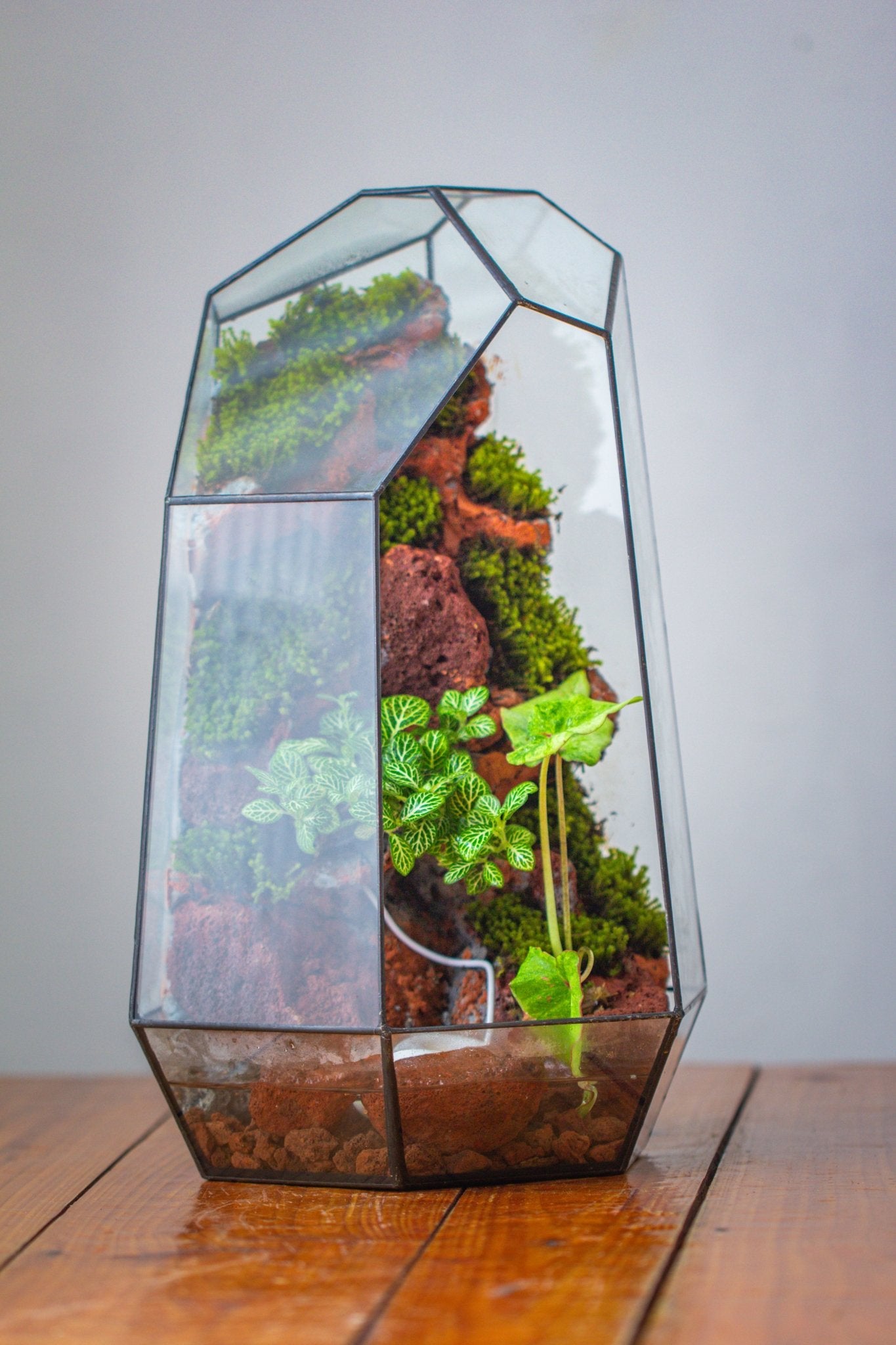 Handmade Extra Large Tall Irregular Glass Geometric Terrarium，Open, Waterproof, with Wire hole - NCYPgarden