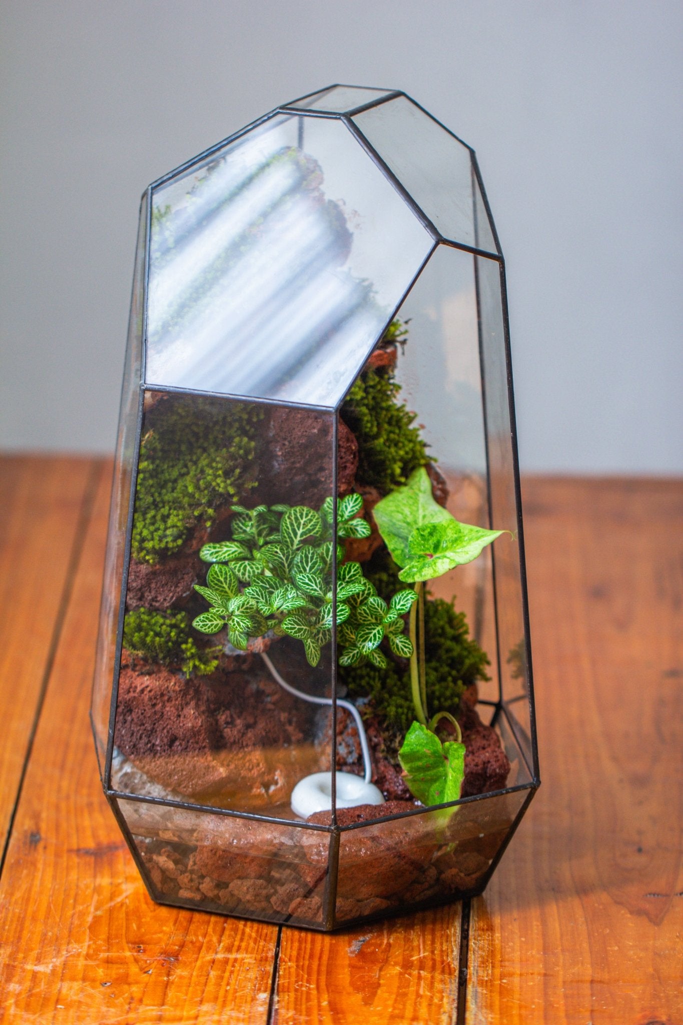 Handmade Extra Large Tall Irregular Glass Geometric Terrarium，Open, Waterproof, with Wire hole - NCYPgarden