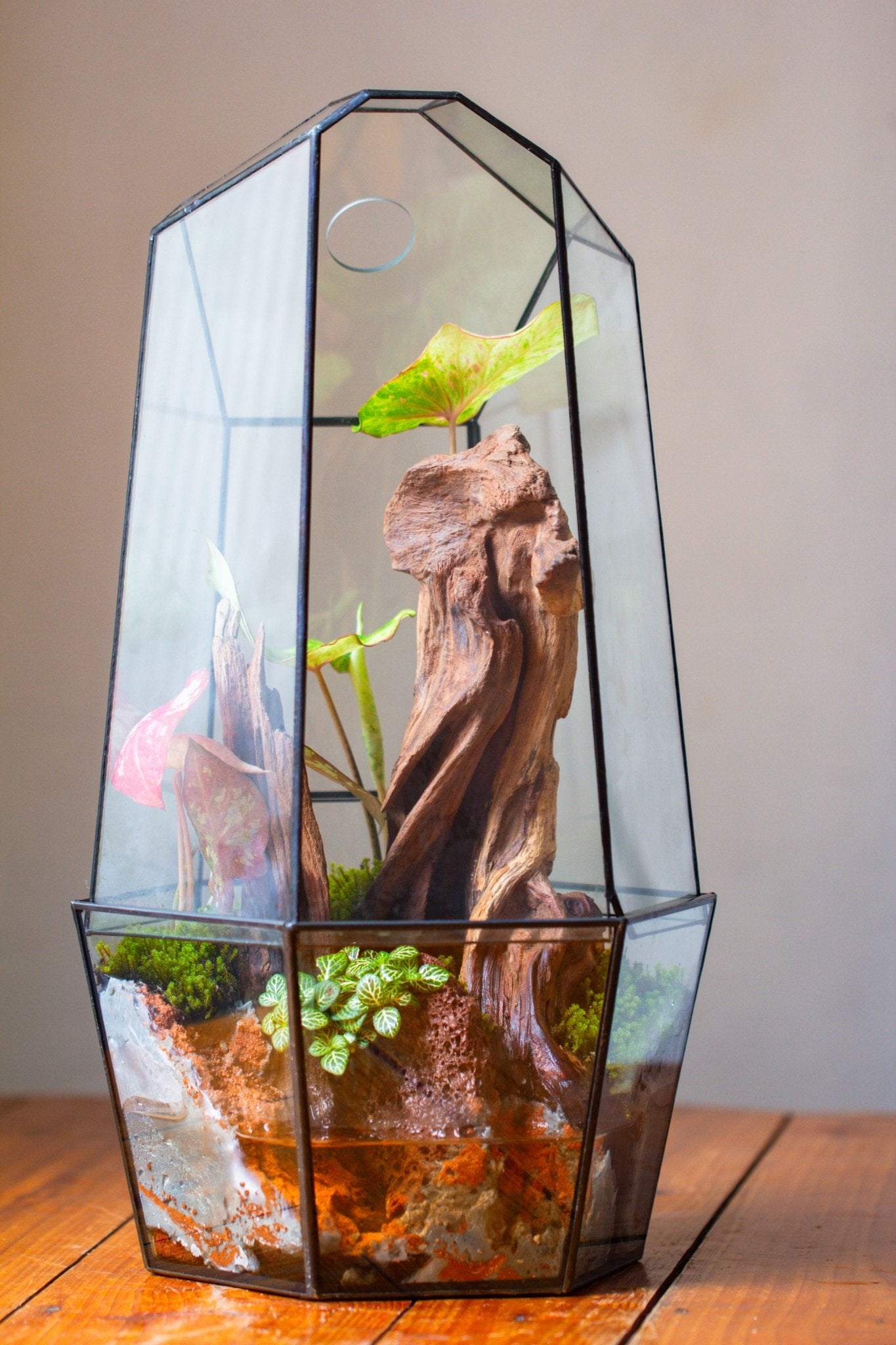 Large 2-Part 18.9" tall Close Glass Terrarium for orchid, fern, moss, Watertight, with top hole - NCYPgarden