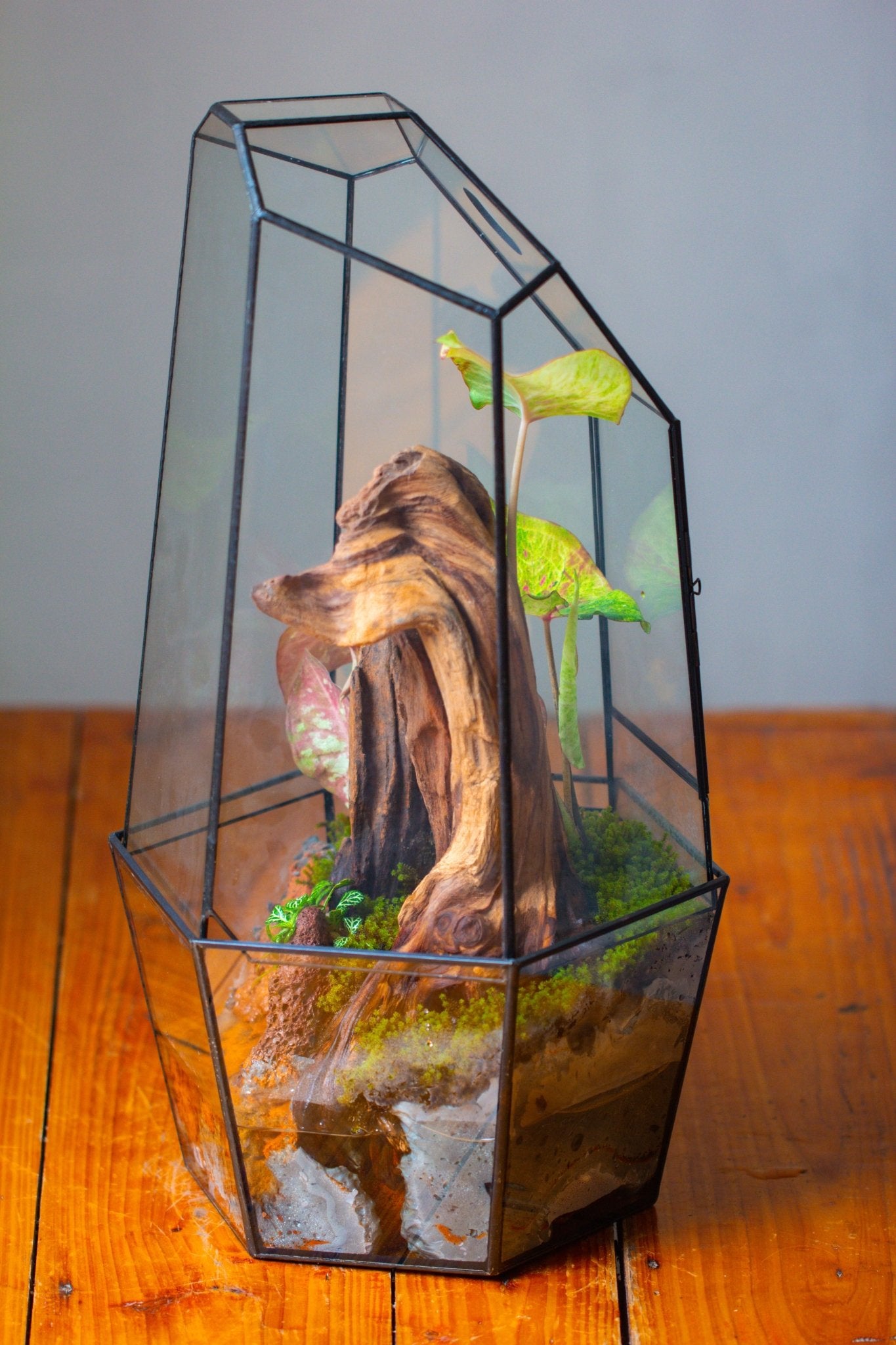 Large 2-Part 18.9" tall Close Glass Terrarium for orchid, fern, moss, Watertight, with top hole - NCYPgarden