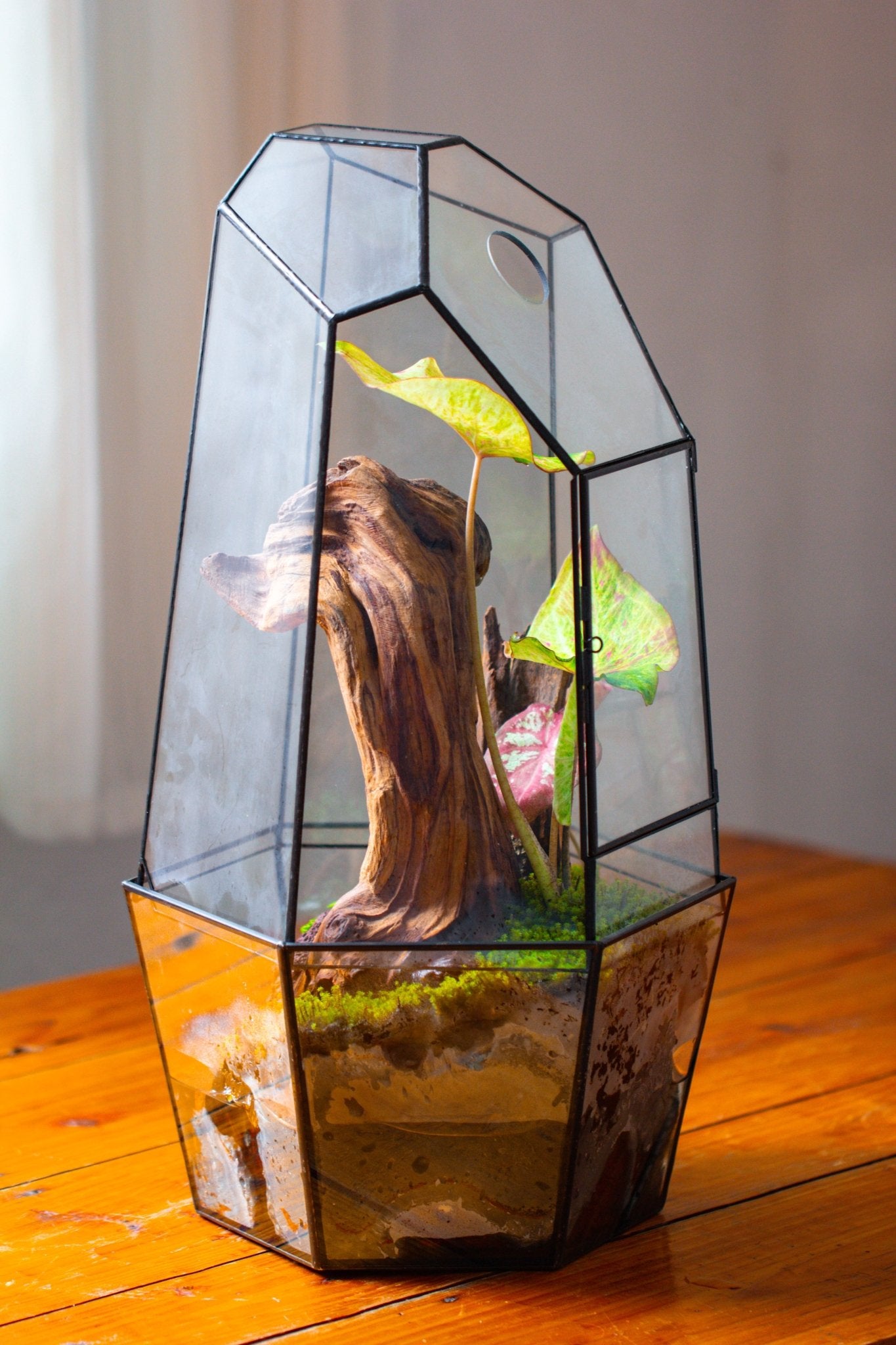 Large 2-Part 18.9" tall Close Glass Terrarium for orchid, fern, moss, Watertight, with top hole - NCYPgarden