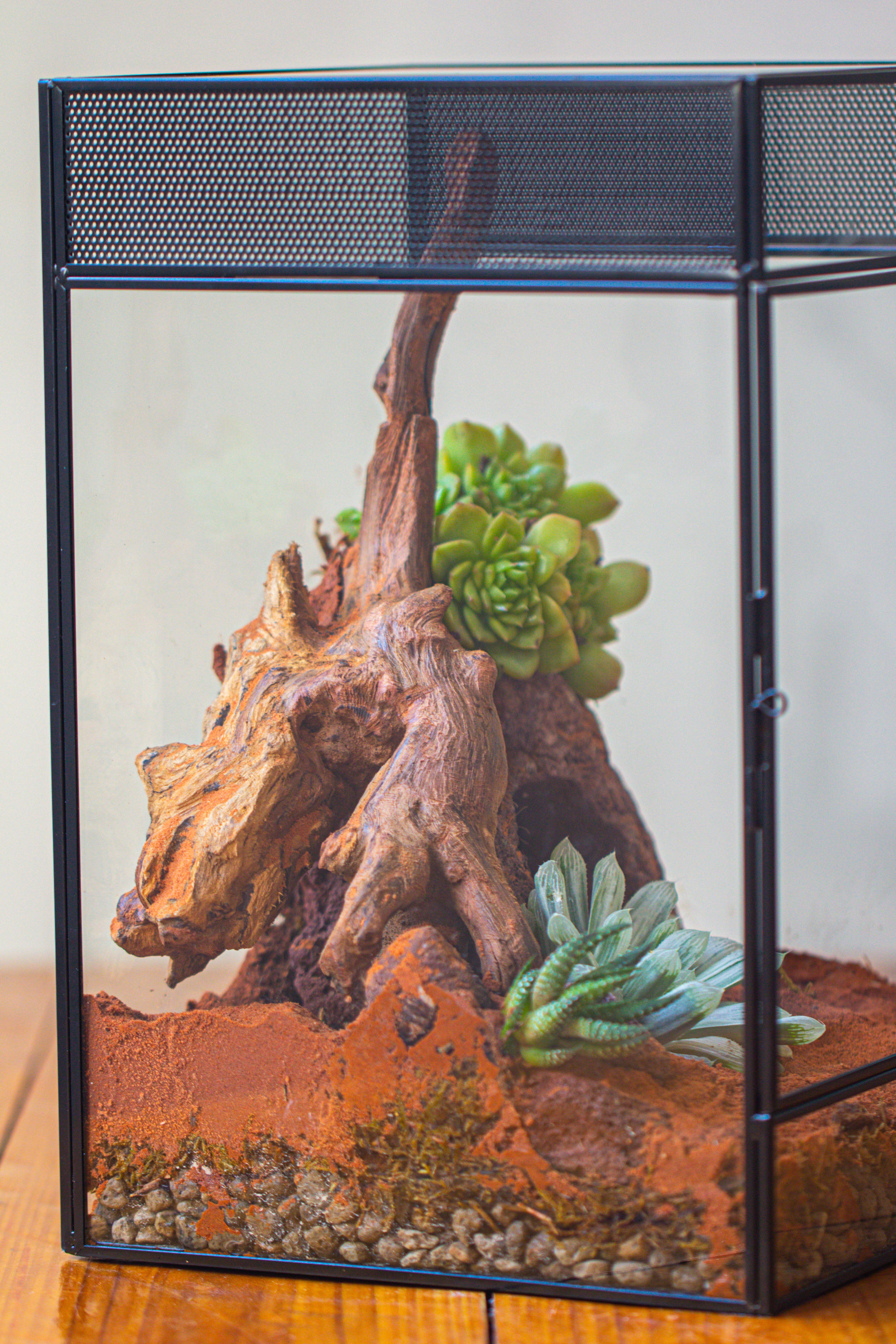 8x8x12 inches Large Handmade Glass Geometric Terrarium with Side Vent, for large insects - NCYPgarden