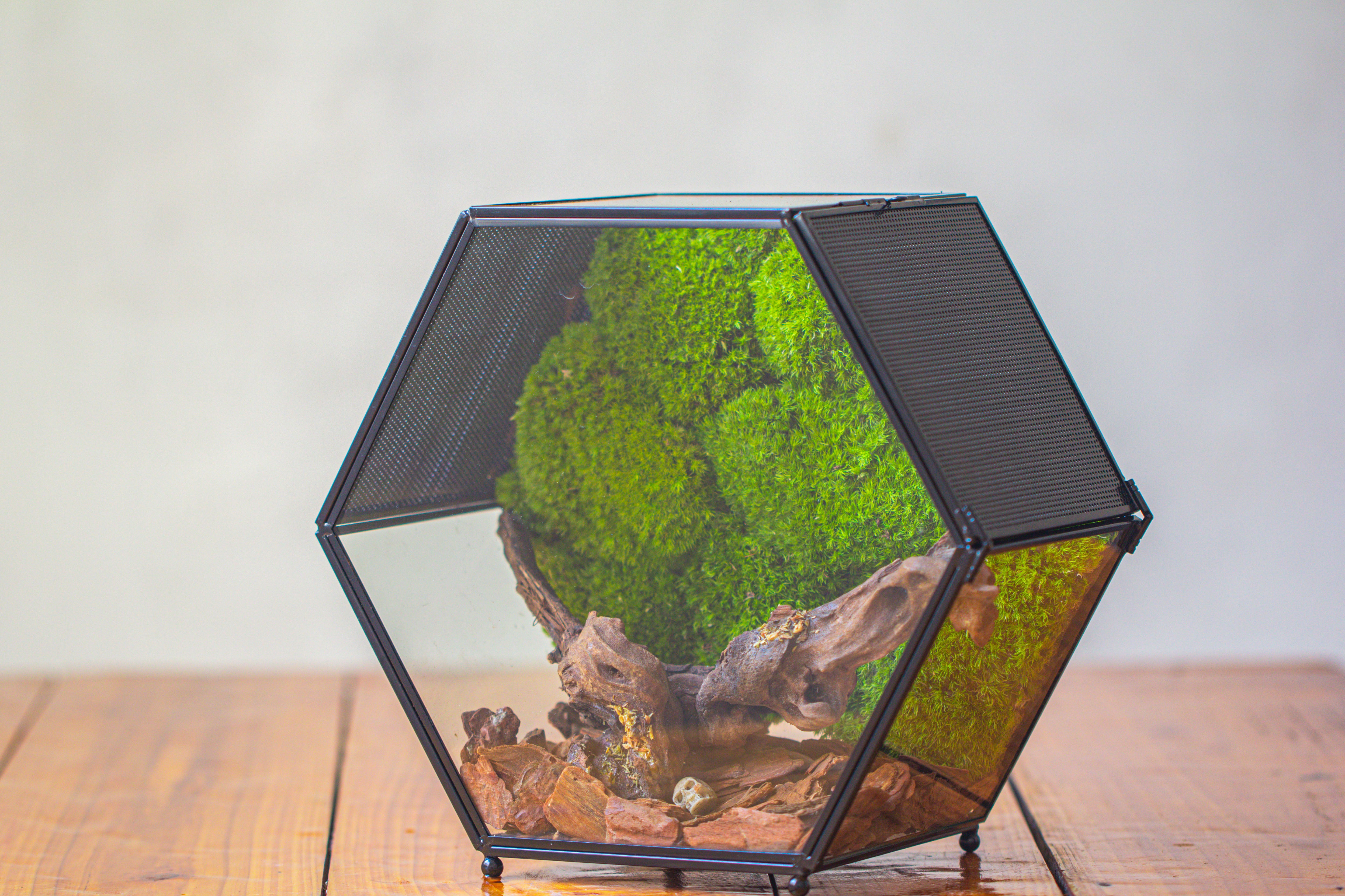 Handmade Hexagon Glass Geometric Terrarium Enclosure with Mesh Vents for Small Insects - NCYPgarden