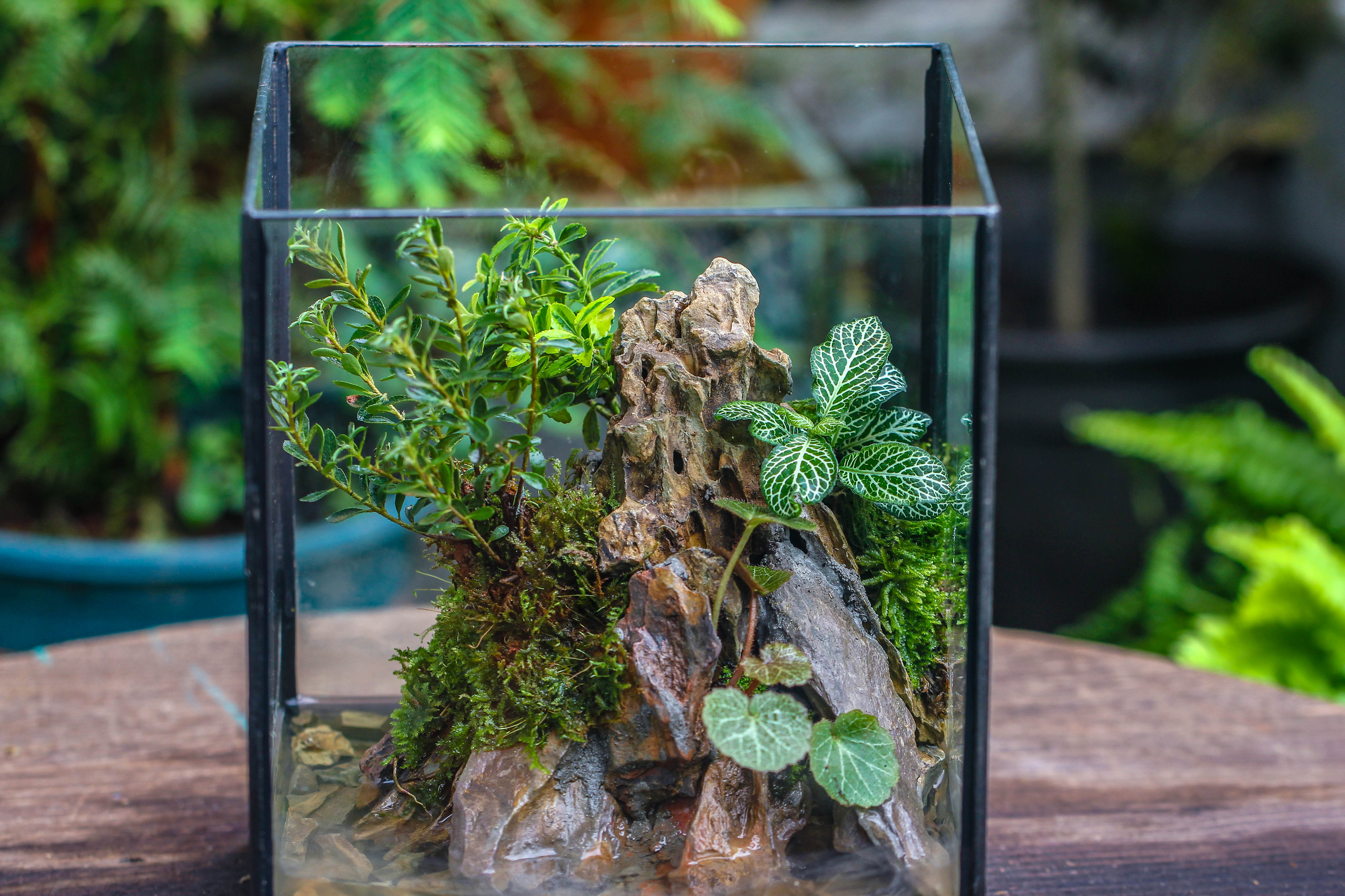 5-12cm Natural Ohko Dragon Stone Rock for Terrarium, Aquarium Bonsai Landscape, 500g - NCYPgarden