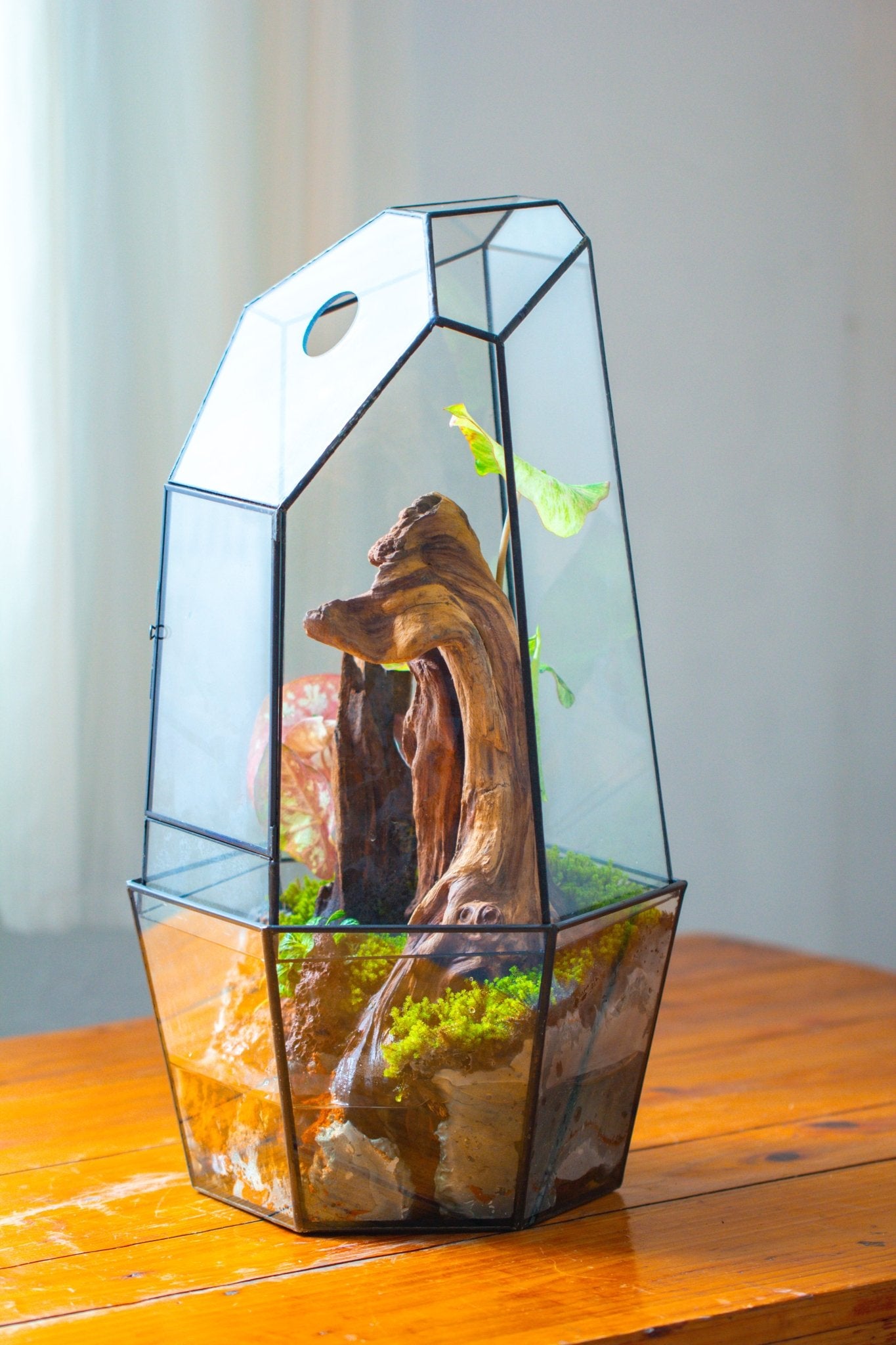 Large 2-Part 18.9" tall Close Glass Terrarium for orchid, fern, moss, Watertight, with top hole - NCYPgarden