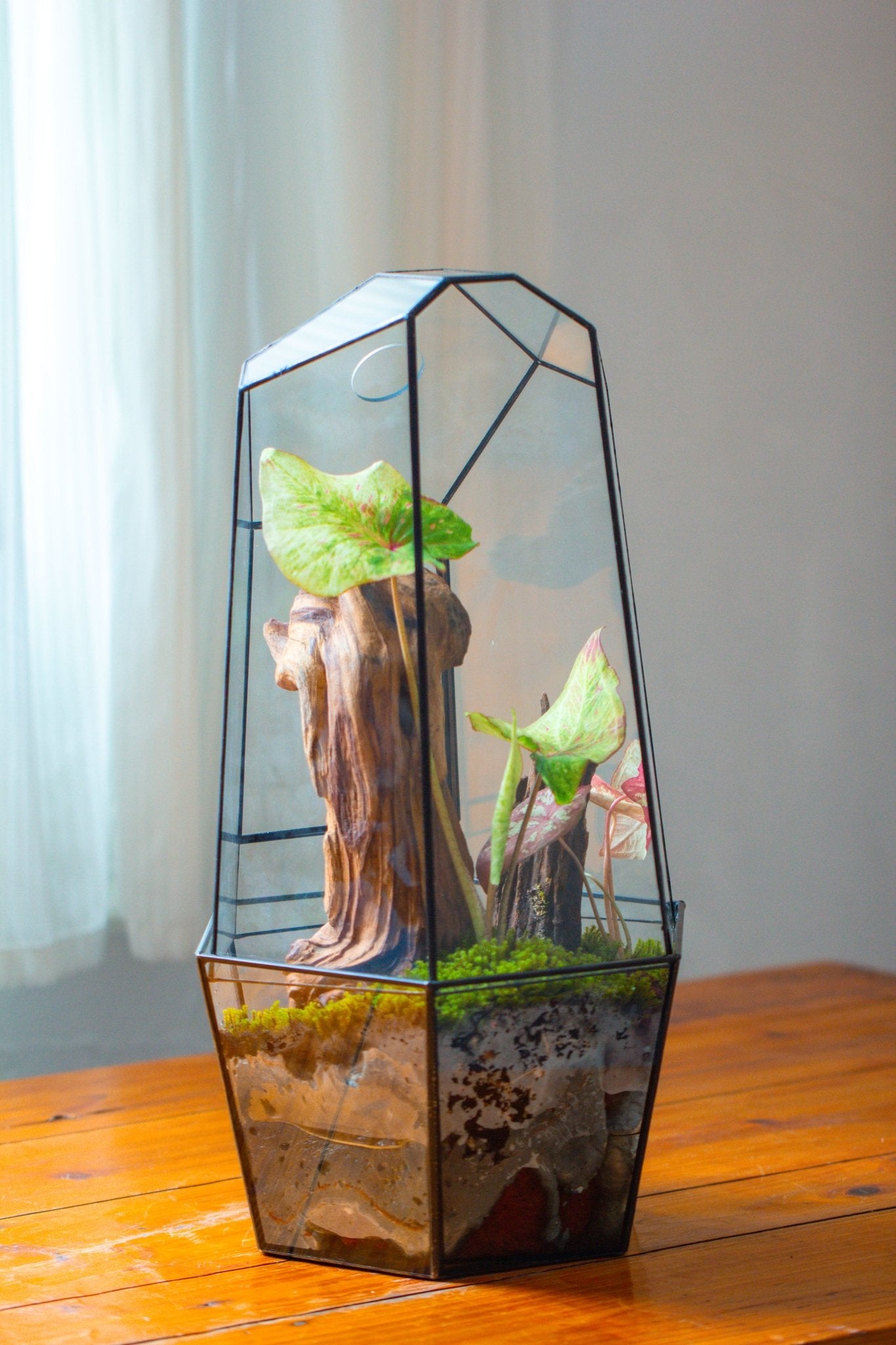 Large 2-Part 18.9" tall Close Glass Terrarium for orchid, fern, moss, Watertight, with top hole - NCYPgarden