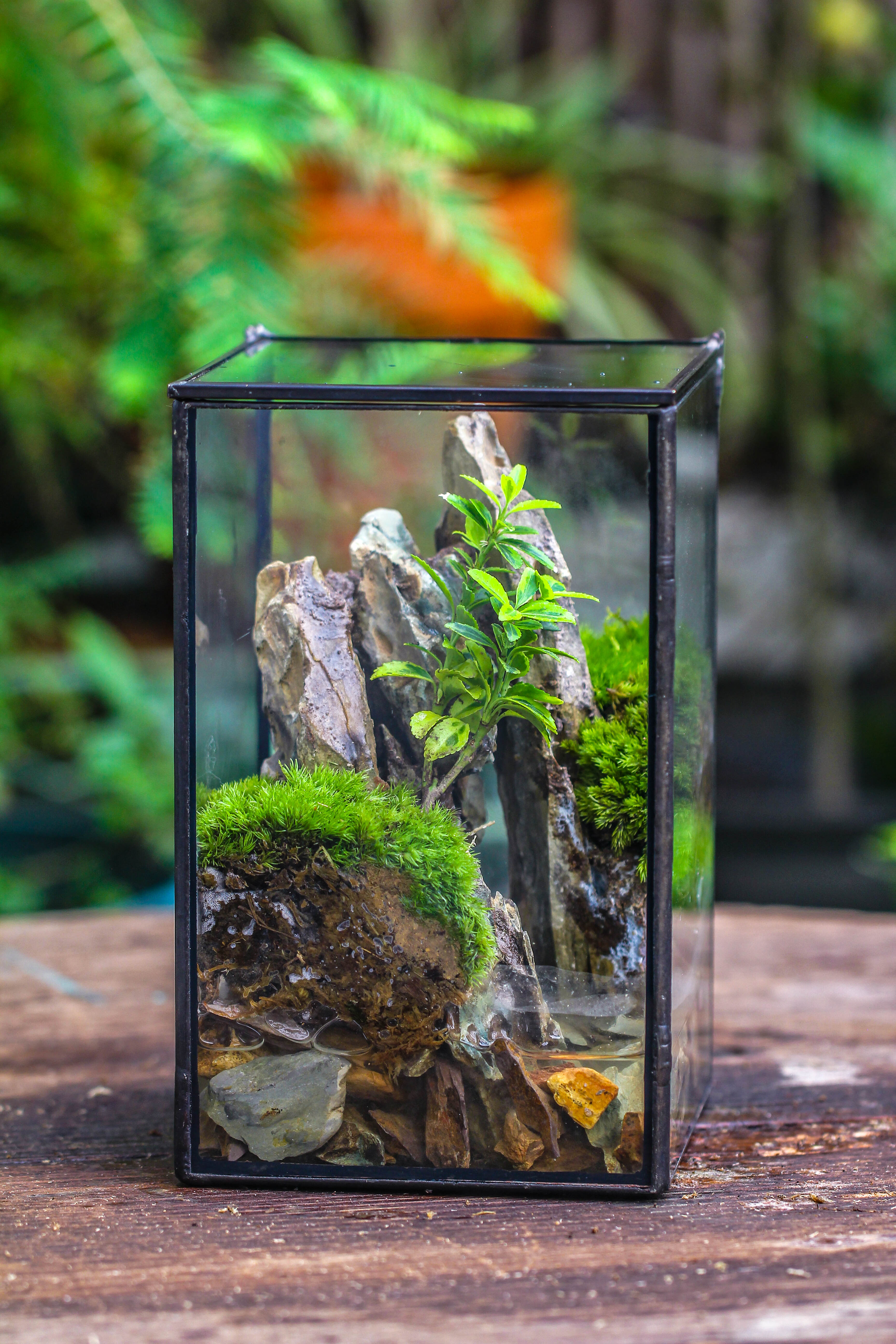 NCYP Watertight Close Geometric Glass Tin Terrarium, for small waterpond, moss landscape, Live Miniature, water pond, miniature - NCYPgarden