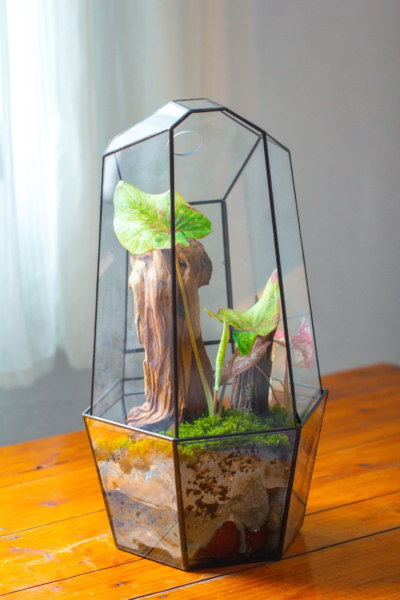 Large 2-Part 18.9" tall Close Glass Terrarium for orchid, fern, moss, Watertight, with top hole - NCYPgarden