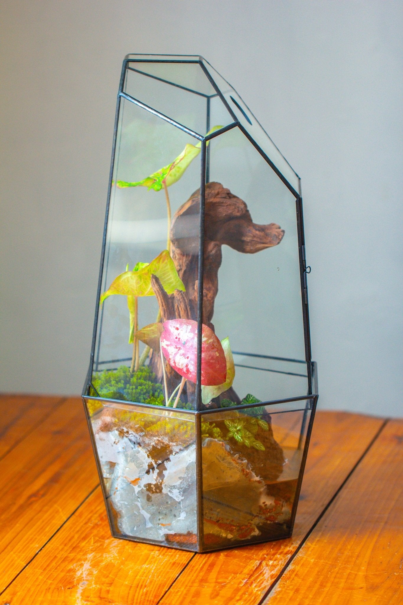 Large 2-Part 18.9" tall Close Glass Terrarium for orchid, fern, moss, Watertight, with top hole - NCYPgarden