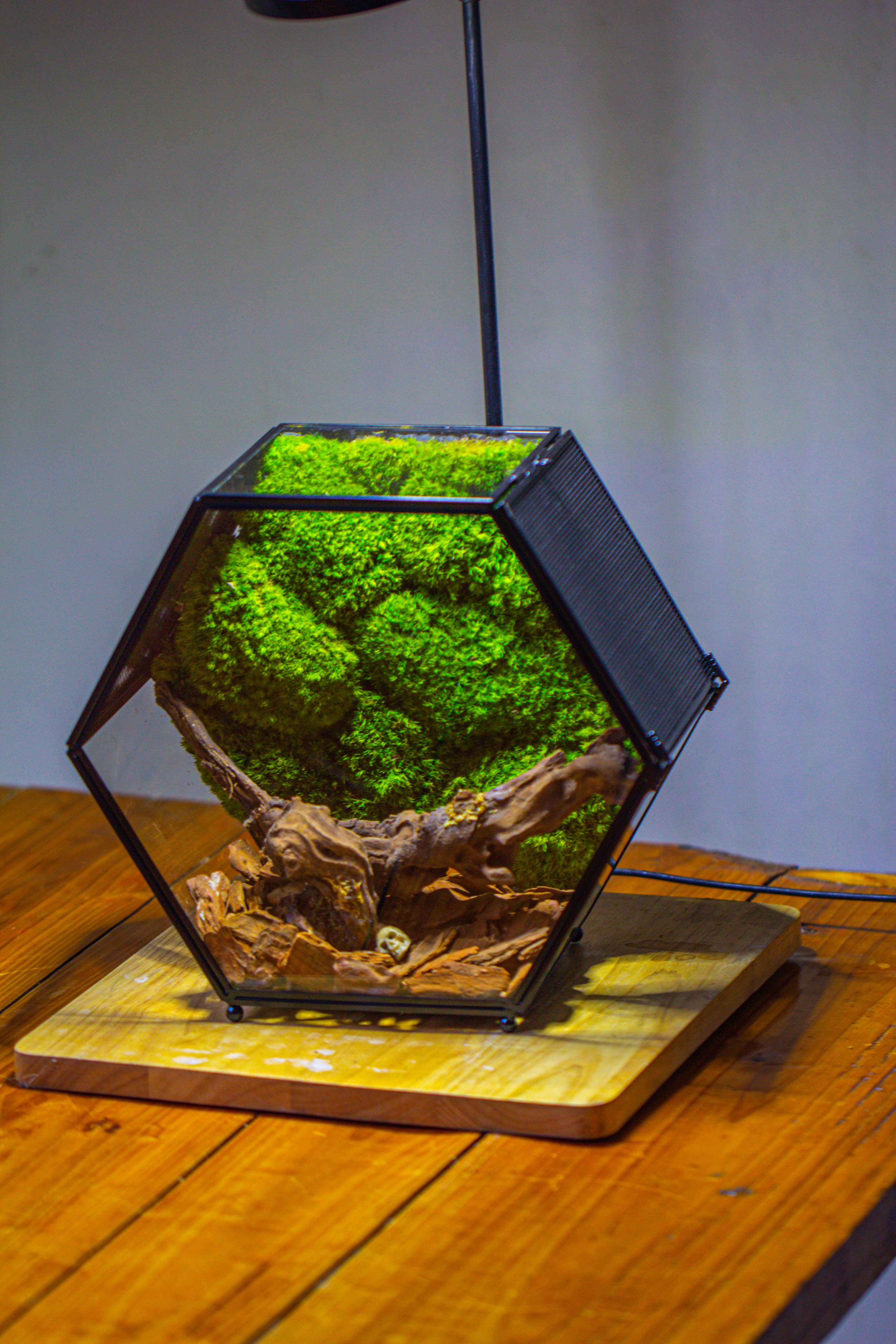 Handmade Hexagon Glass Geometric Terrarium Enclosure with Mesh Vents for Small Insects - NCYPgarden