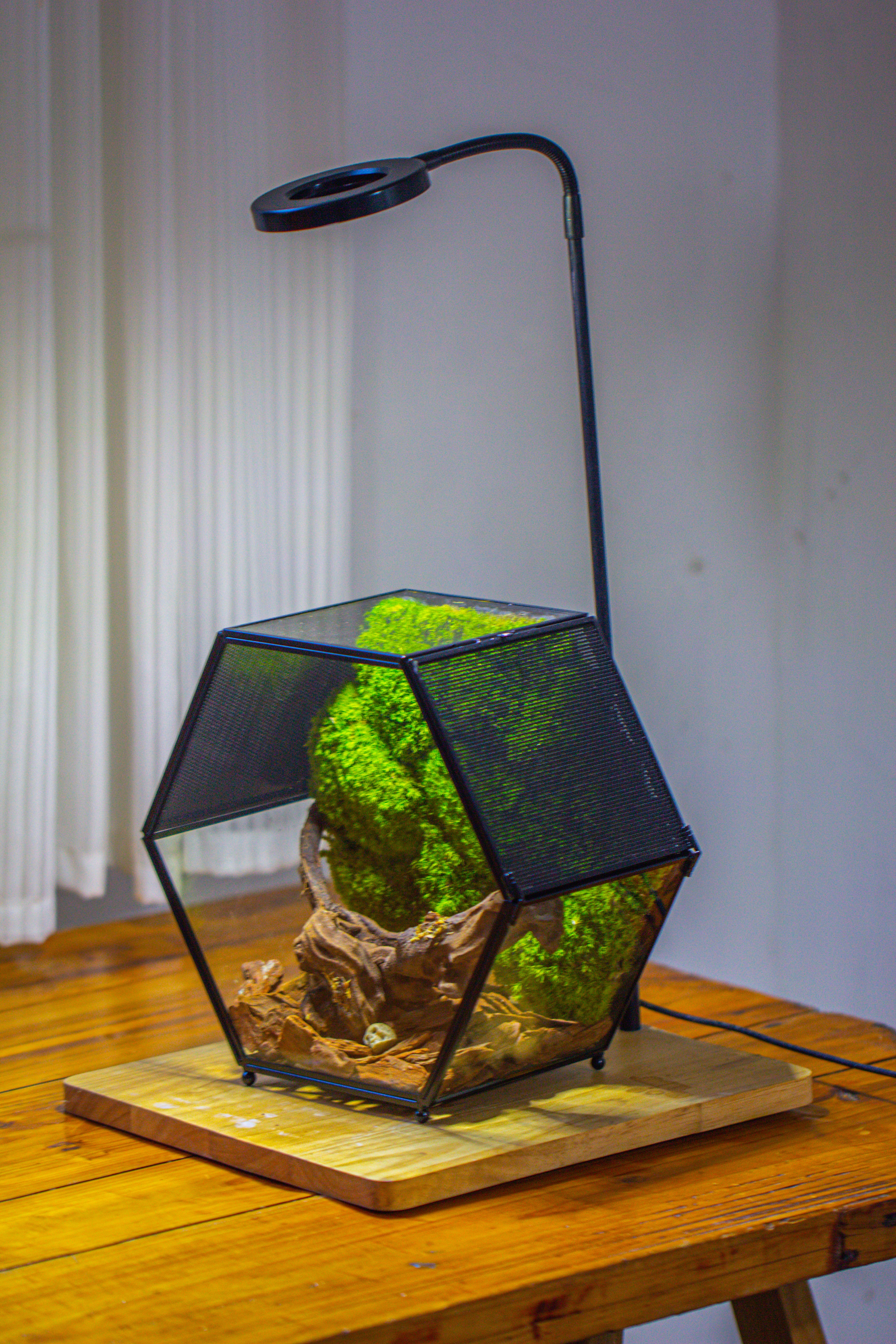 Handmade Hexagon Glass Geometric Terrarium Enclosure with Mesh Vents for Small Insects - NCYPgarden