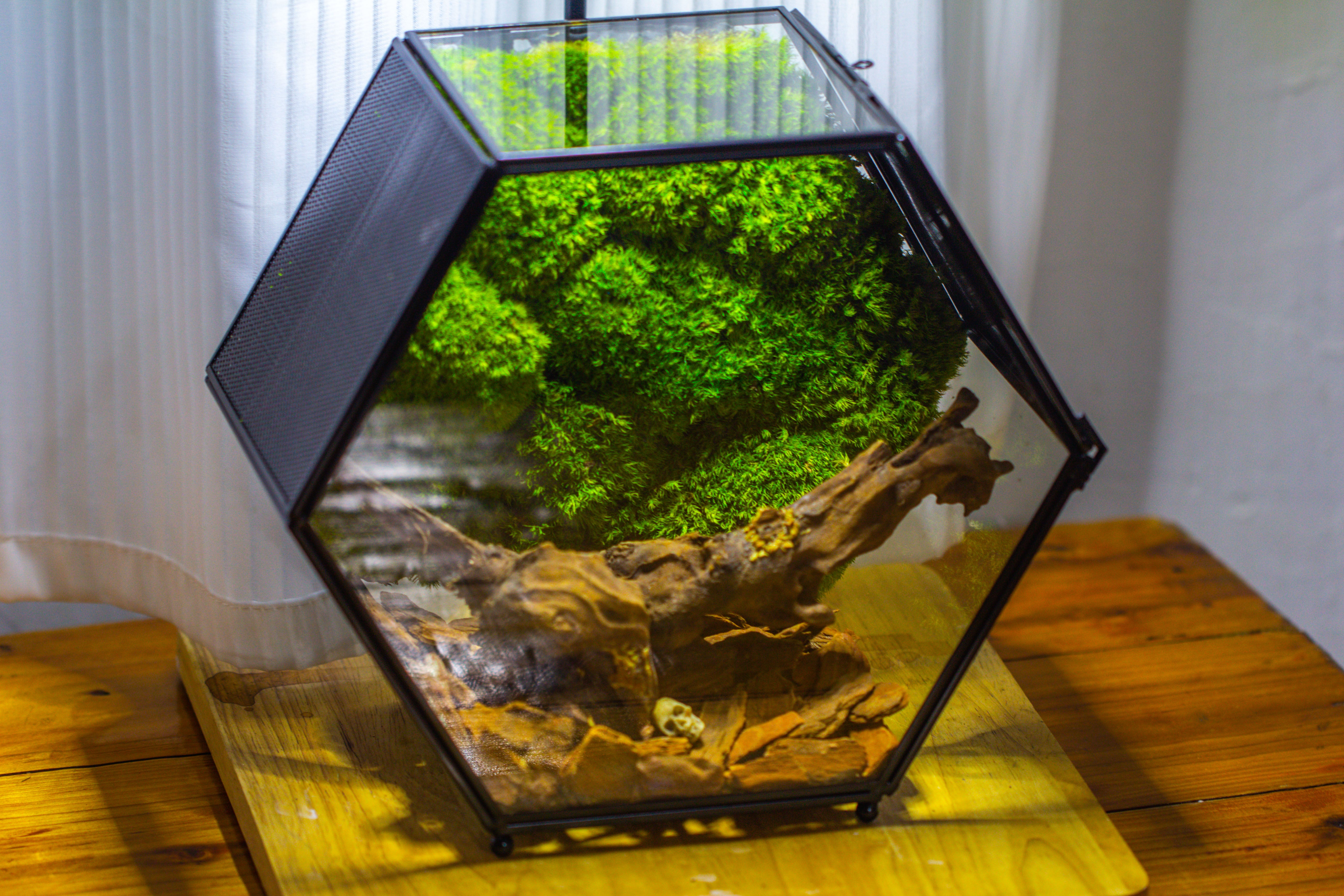 Handmade Hexagon Glass Geometric Terrarium Enclosure with Mesh Vents for Small Insects - NCYPgarden