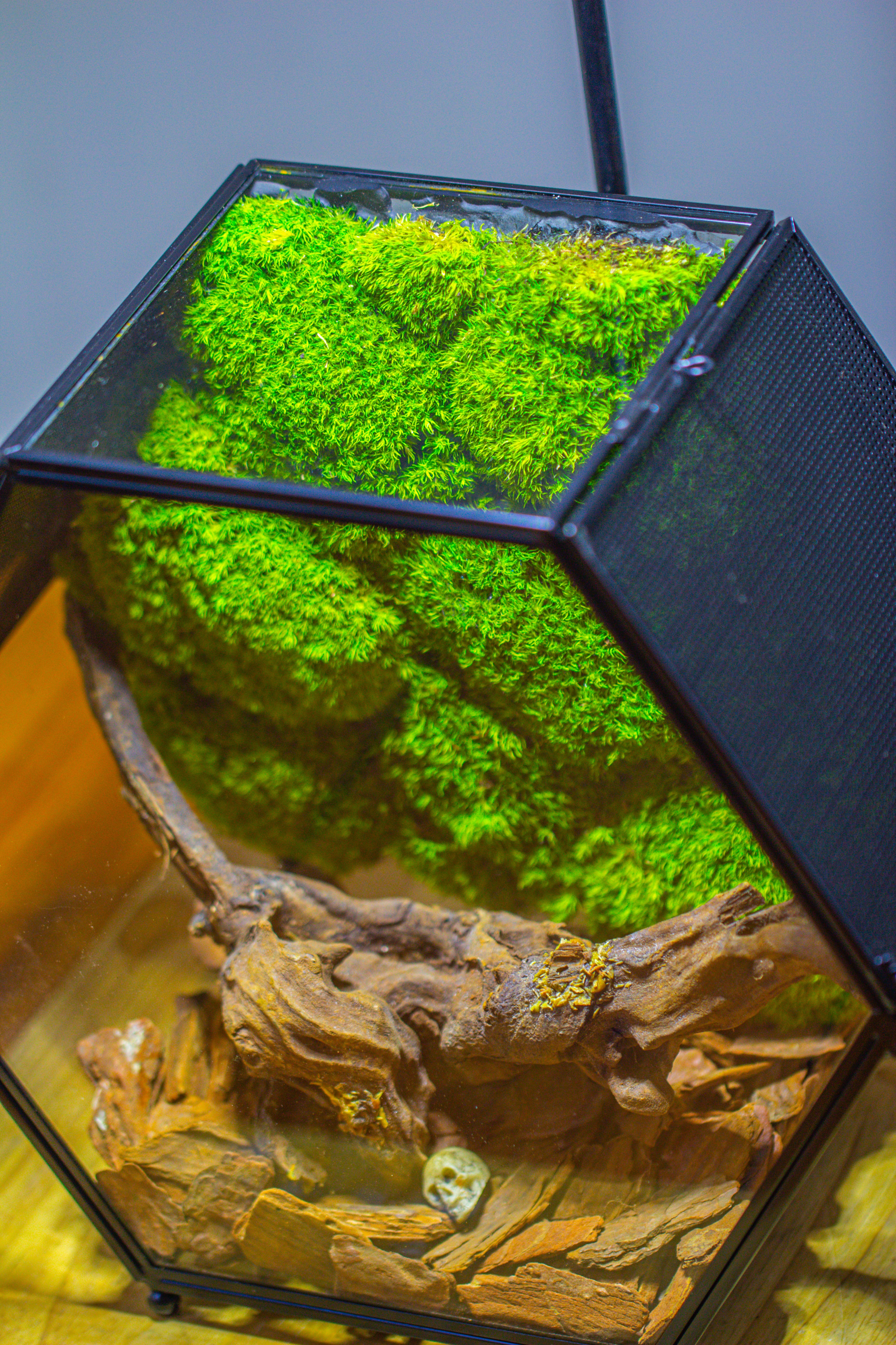 Handmade Hexagon Glass Geometric Terrarium Enclosure with Mesh Vents for Small Insects - NCYPgarden