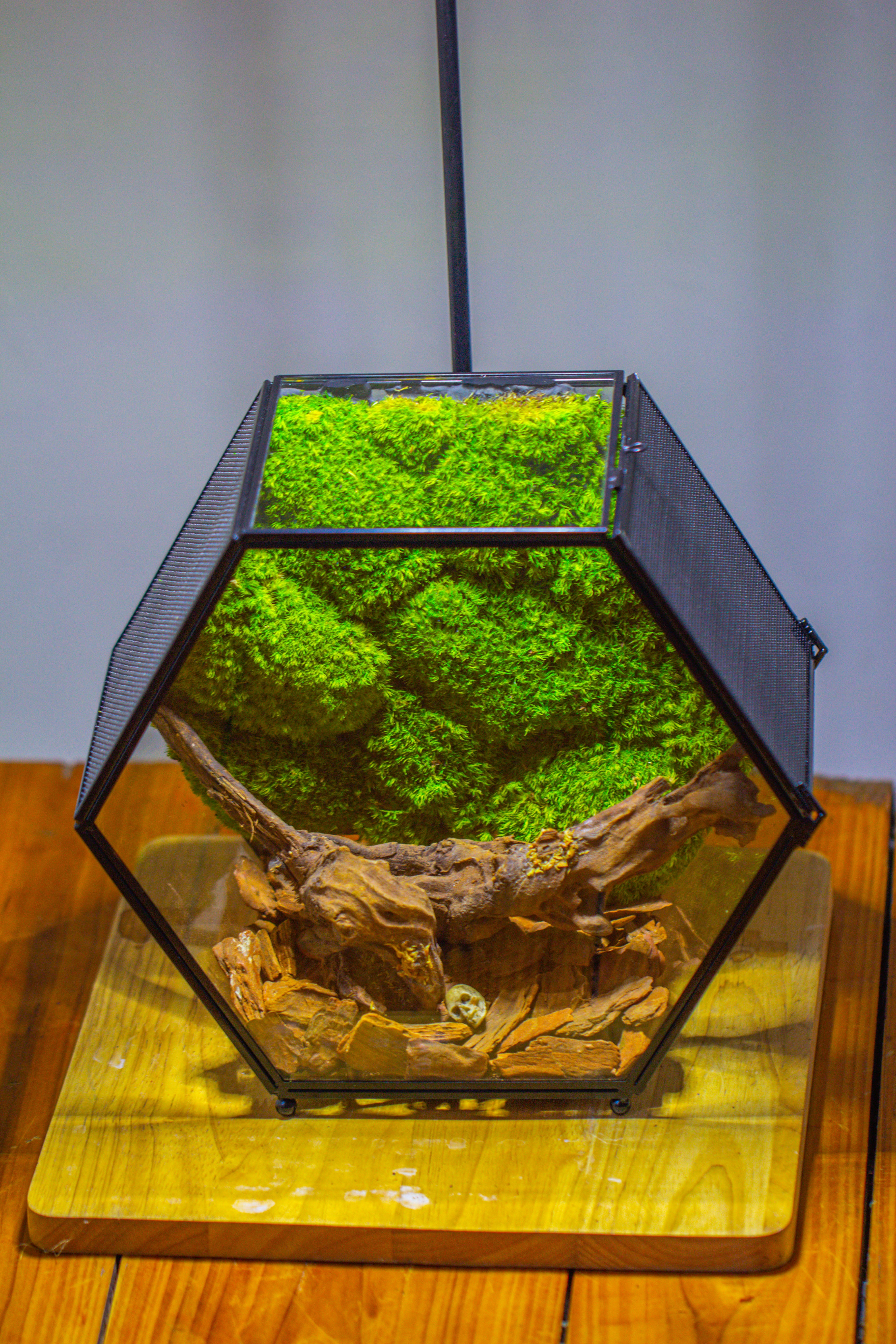 Handmade Hexagon Glass Geometric Terrarium Enclosure with Mesh Vents for Small Insects - NCYPgarden