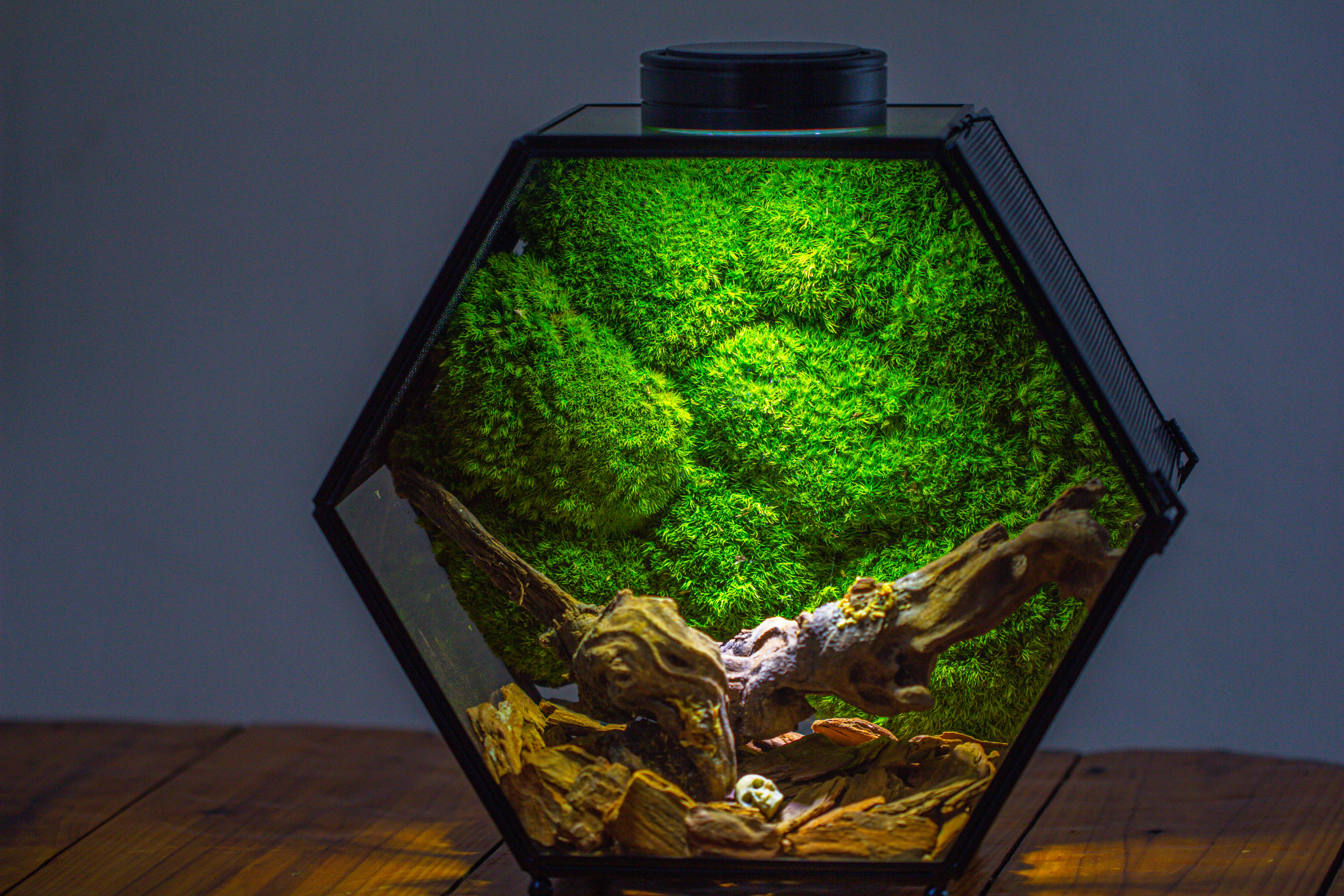 Handmade Hexagon Glass Geometric Terrarium Enclosure with Mesh Vents for Small Insects - NCYPgarden