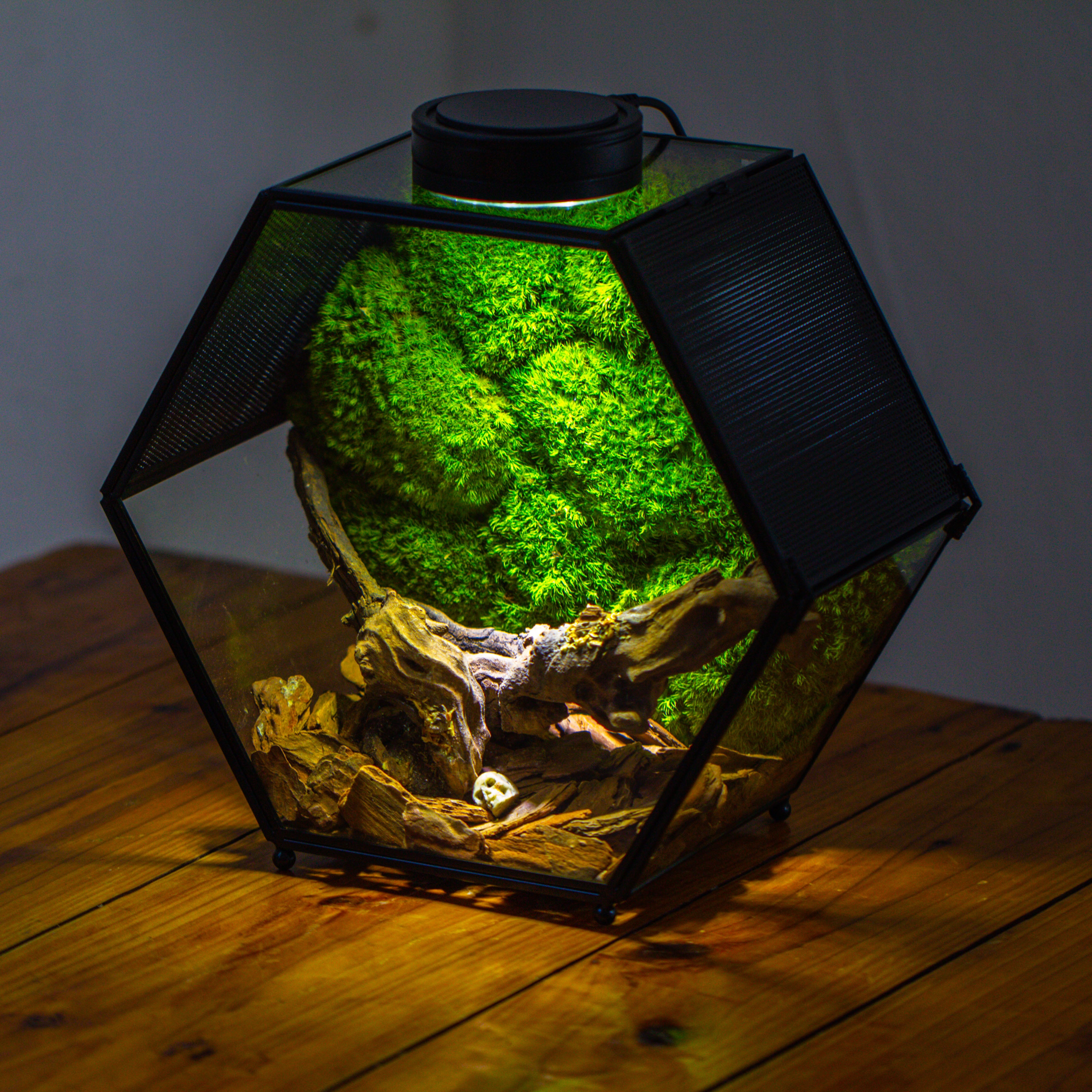 Handmade Hexagon Glass Geometric Terrarium Enclosure with Mesh Vents for Small Insects - NCYPgarden