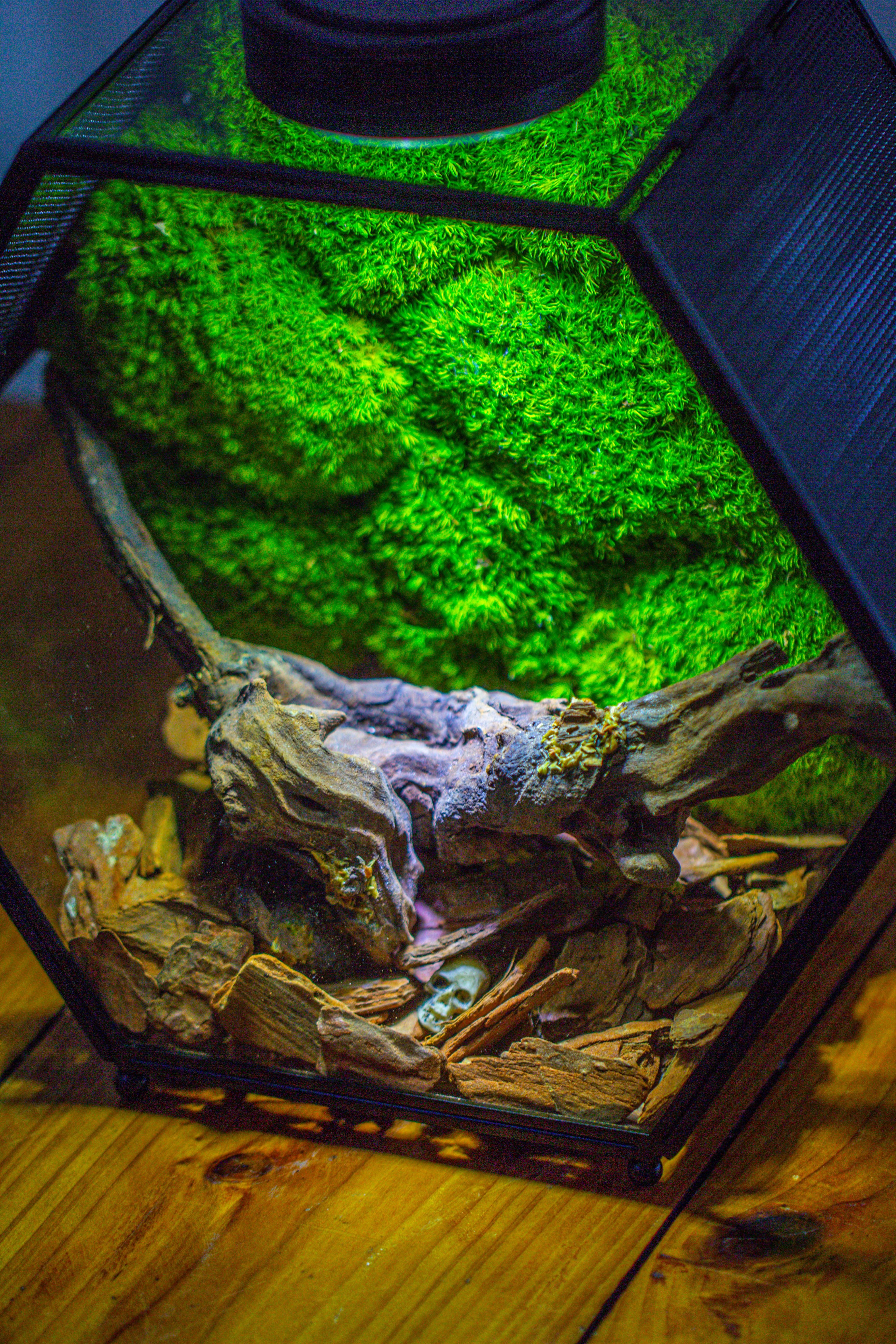 Handmade Hexagon Glass Geometric Terrarium Enclosure with Mesh Vents for Small Insects - NCYPgarden