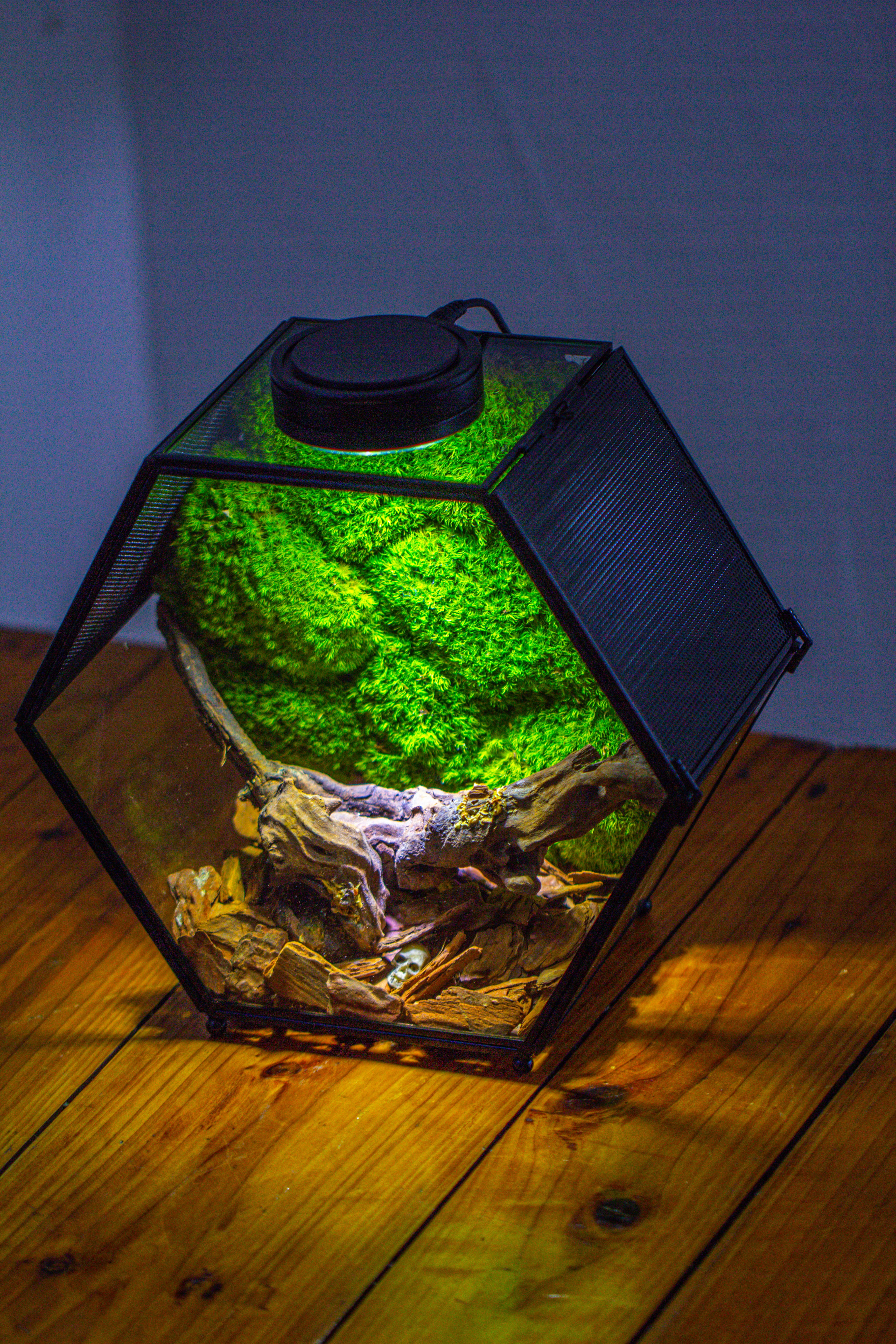 Handmade Hexagon Glass Geometric Terrarium Enclosure with Mesh Vents for Small Insects - NCYPgarden